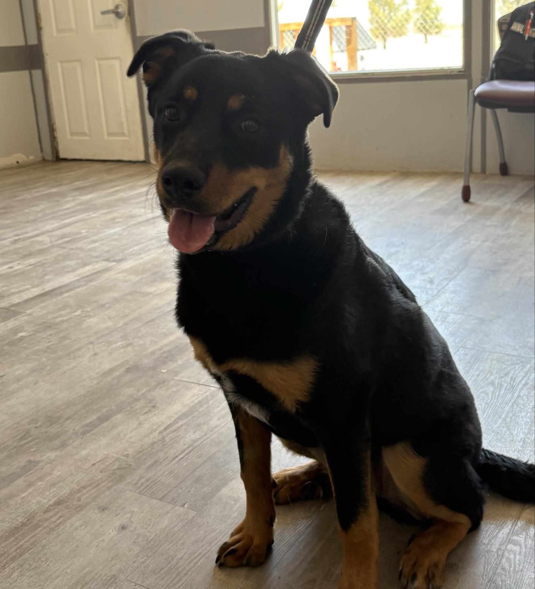 Roxy, Adopted, Adult Female Rottweiler.