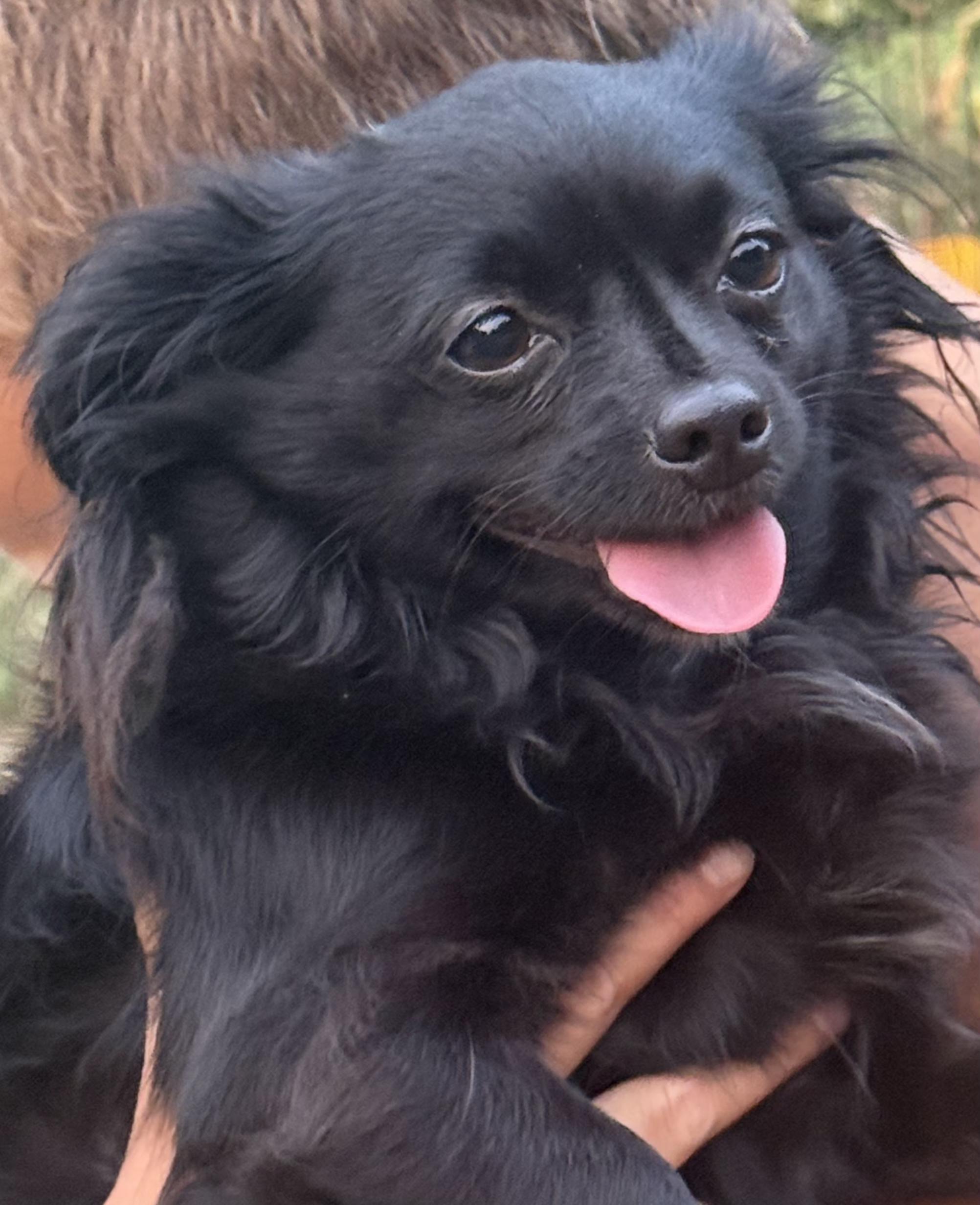 Enlarge Jenny Lee, a ADOPTABLE mixed breed in North Augusta, SC image 1/1