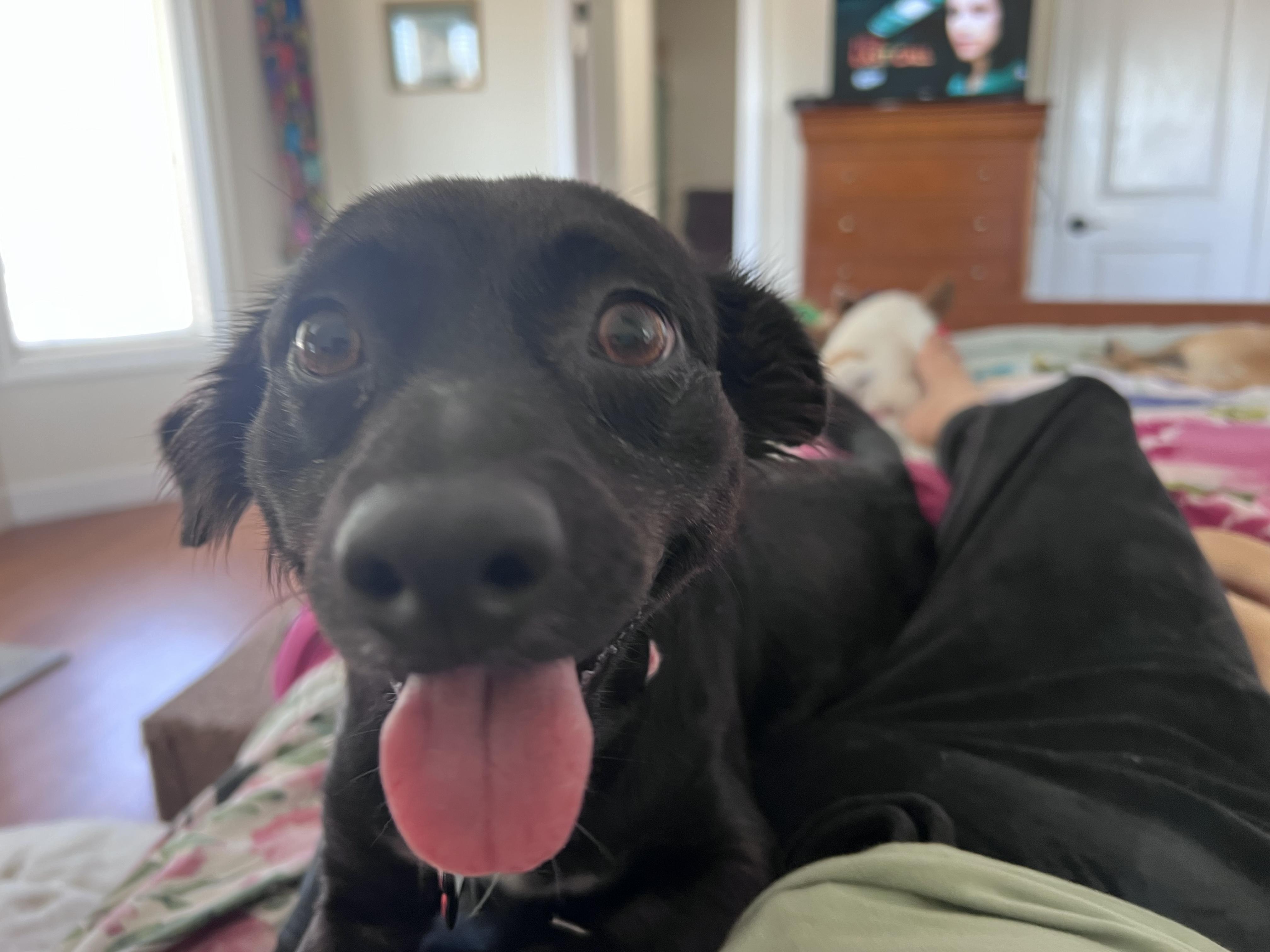 Enlarge Abril, a ADOPTABLE mixed breed in Santa Rosa, CA image 5/5
