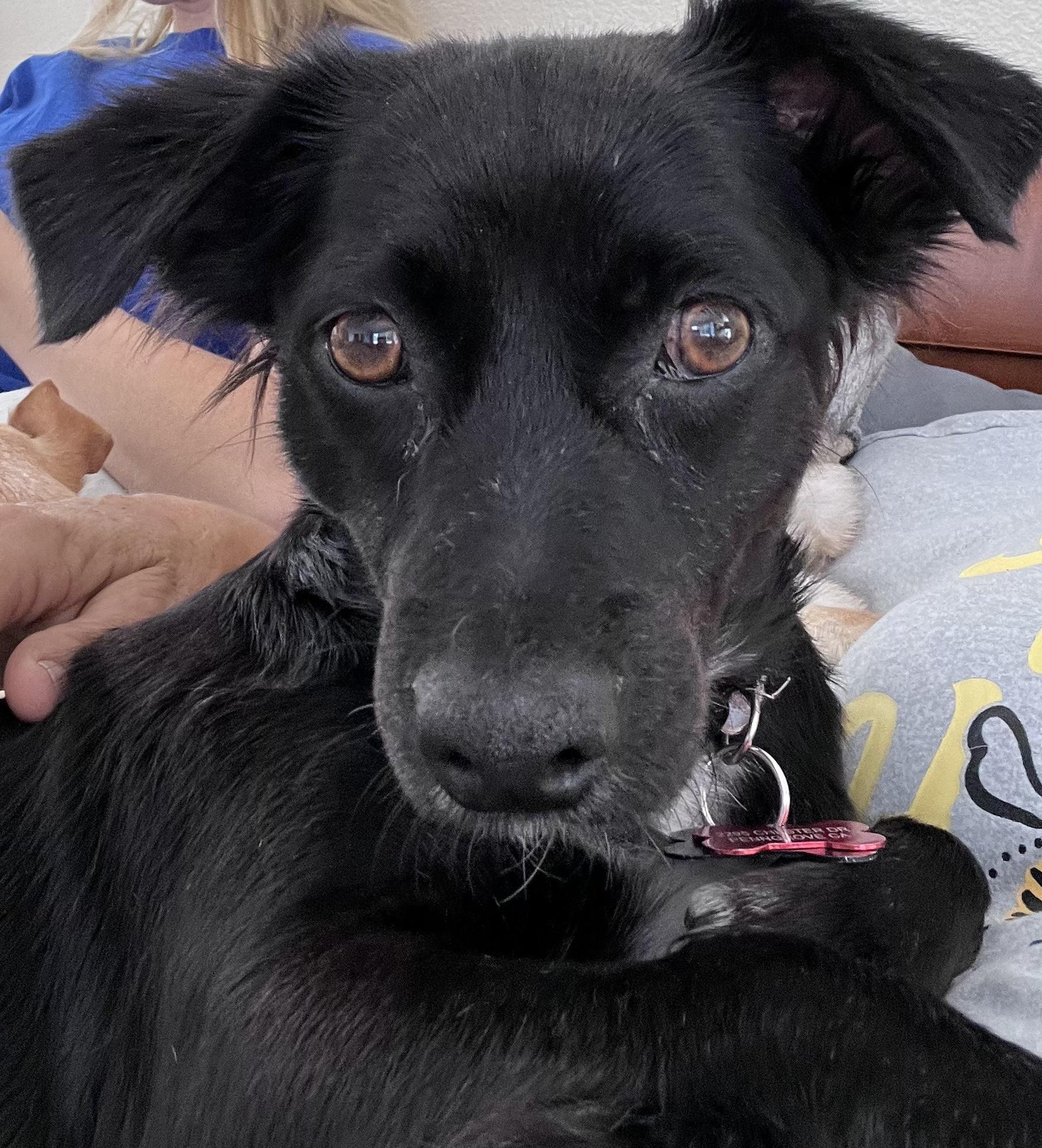 Enlarge Abril, a ADOPTABLE mixed breed in Santa Rosa, CA image 1/5