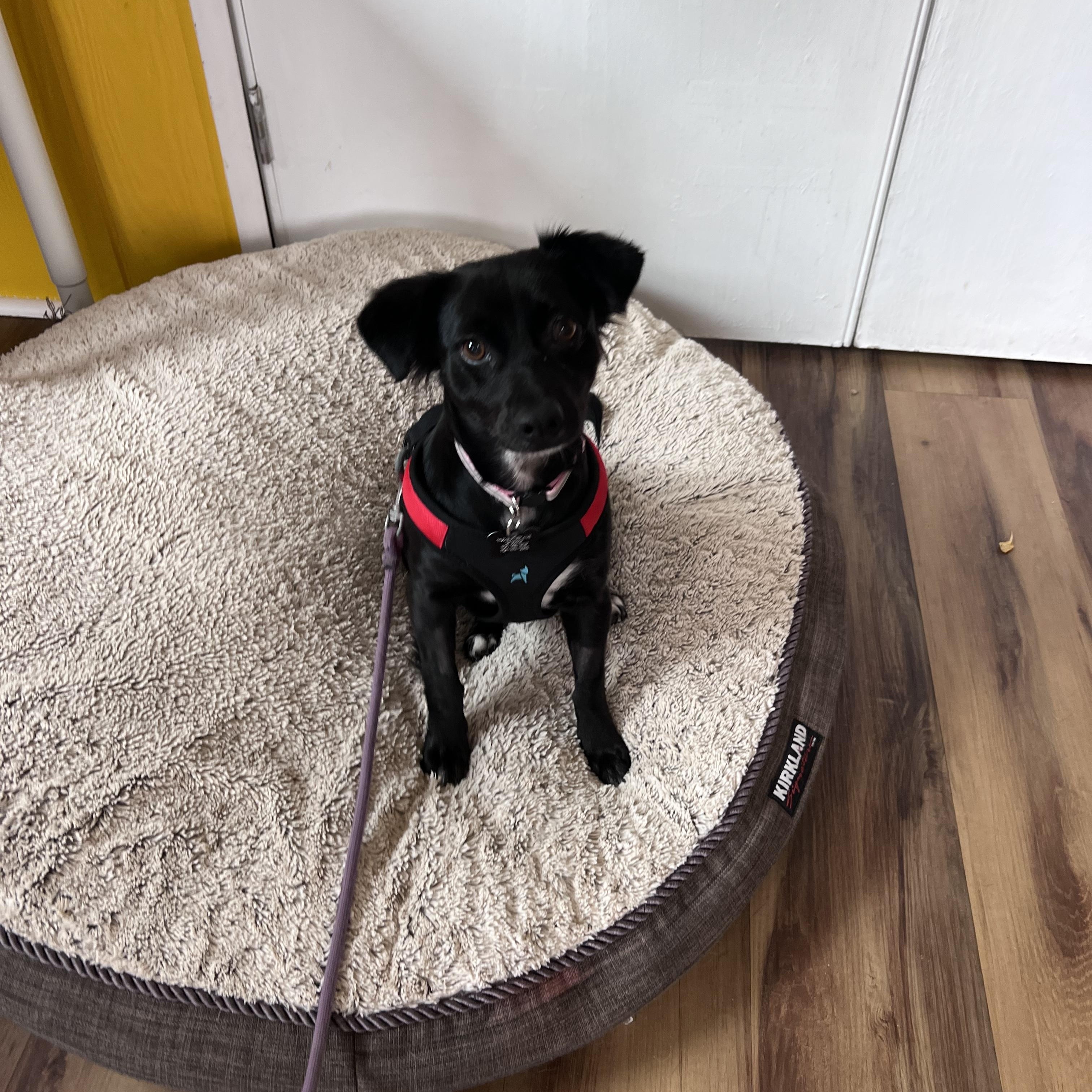 Enlarge Abril, a ADOPTABLE mixed breed in Santa Rosa, CA image 2/5