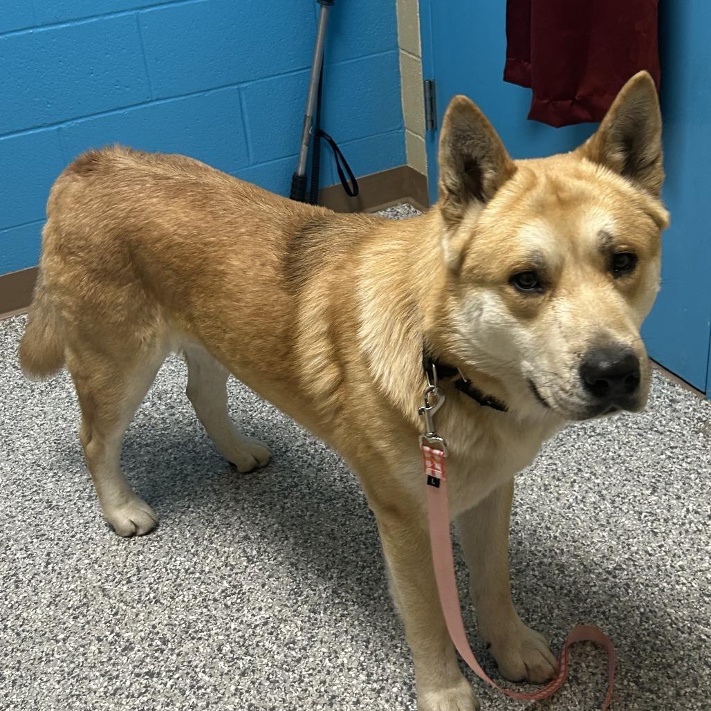Enlarge Po, a Adoptable Akita in Cheyenne, WY image 1/4