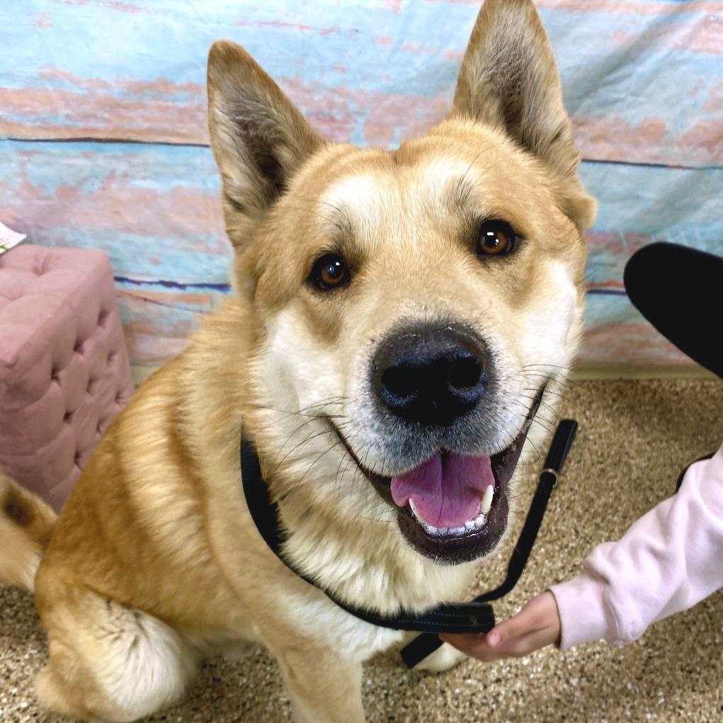 Enlarge Po, a Adoptable Akita in Cheyenne, WY image 2/4