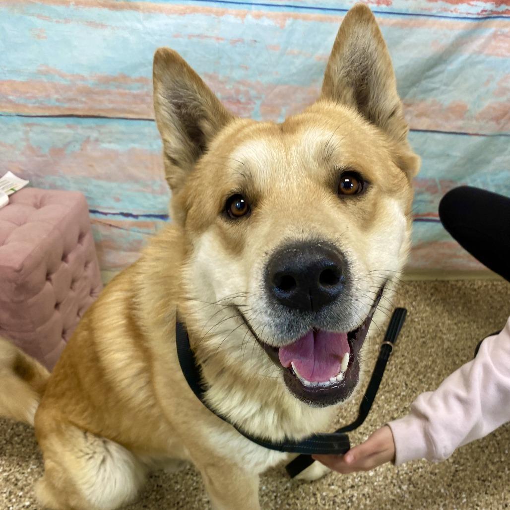 Enlarge Po, a Adoptable Akita in Cheyenne, WY image 3/4