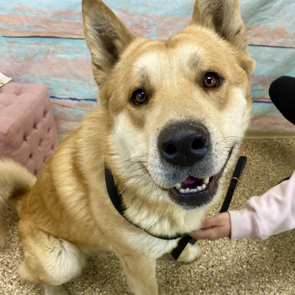 Enlarge Po, a Adoptable Akita in Cheyenne, WY image 4/4