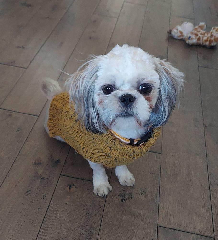 Mopsy, Adoptable, Young Female Shih Tzu.