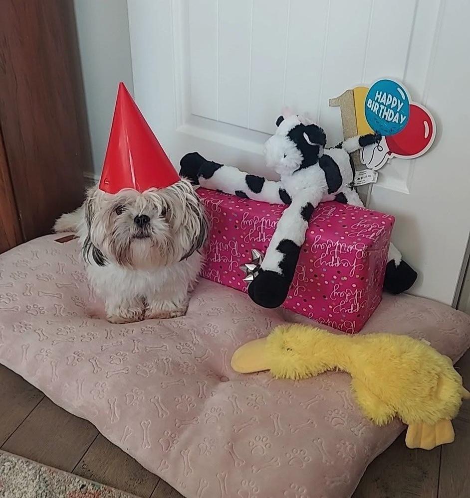 Enlarge Mopsy, a Adoptable mixed breed in Warr Acres, OK image 2/6