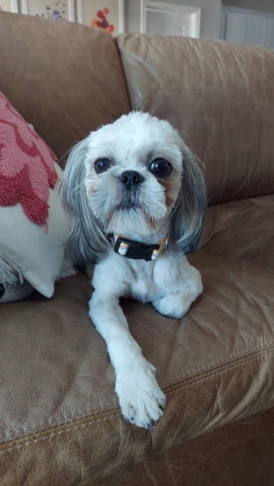 Enlarge Mopsy, a Adoptable mixed breed in Warr Acres, OK image 3/6