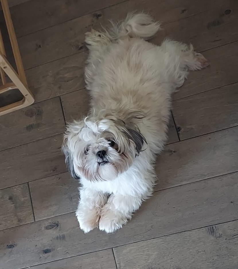 Enlarge Mopsy, a Adoptable mixed breed in Warr Acres, OK image 4/6