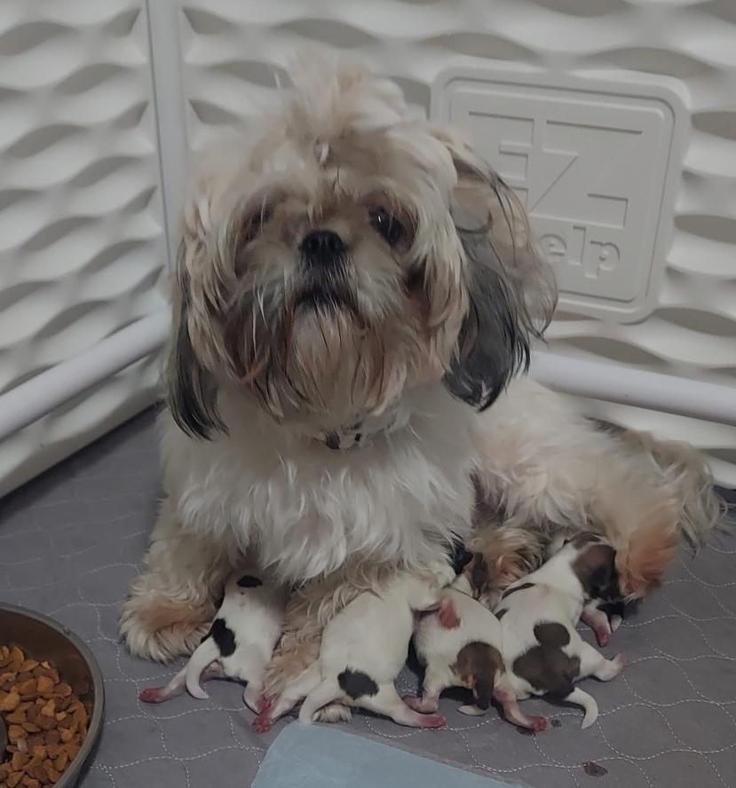 Enlarge Mopsy, a Adoptable mixed breed in Warr Acres, OK image 5/6