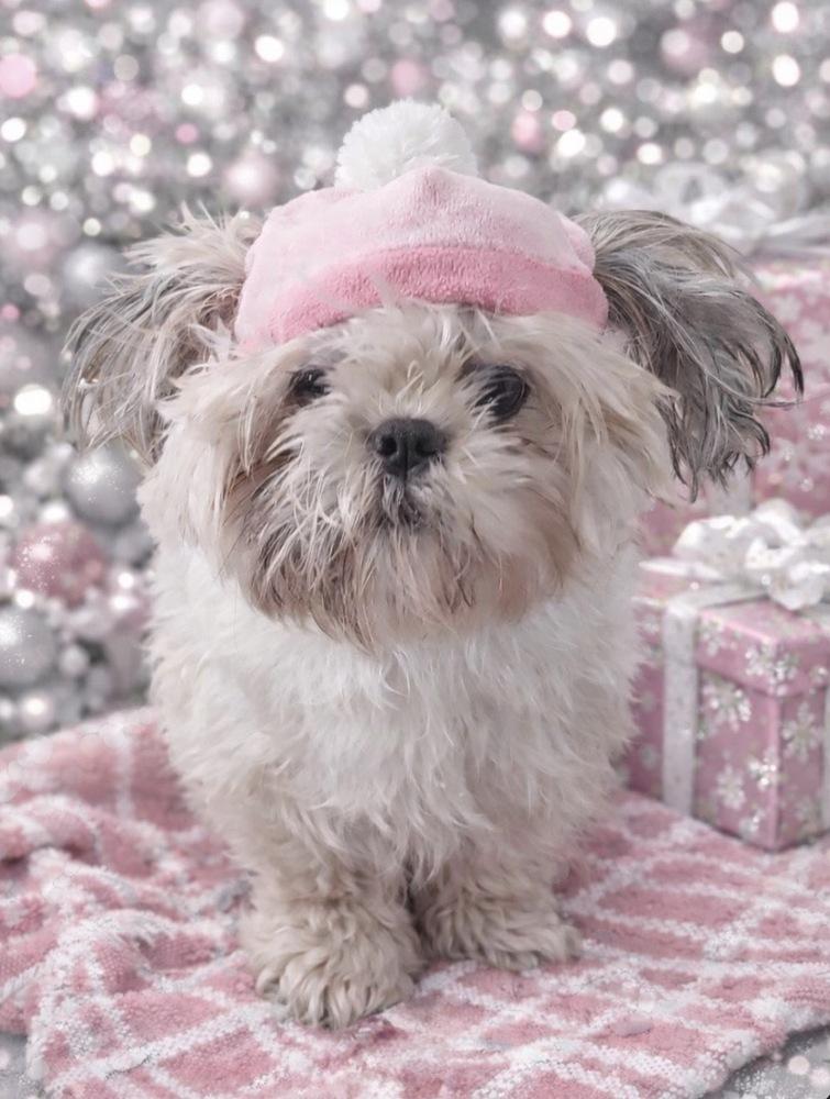 Enlarge Mopsy, a Adoptable mixed breed in Warr Acres, OK image 6/6