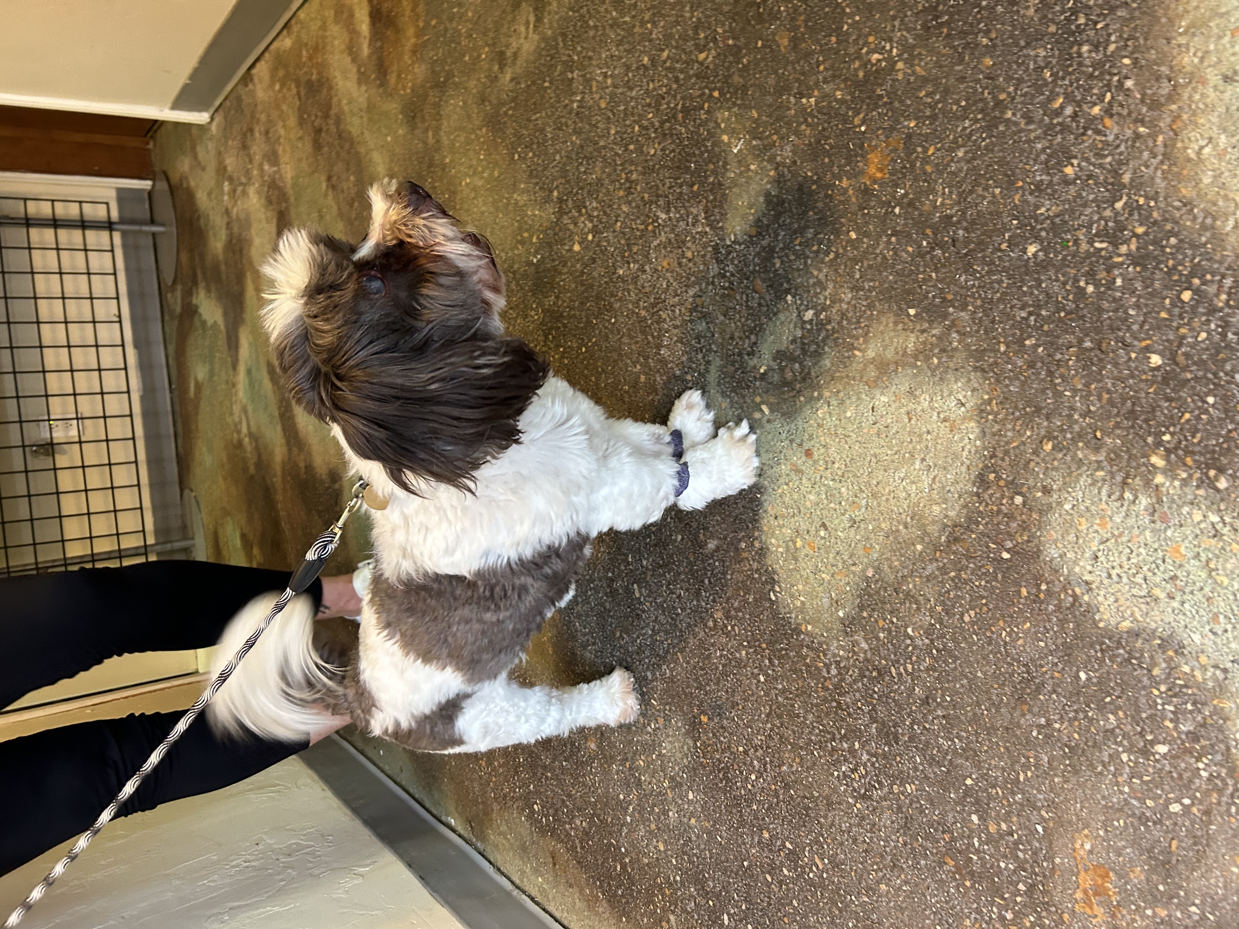 Enlarge Hank, a Adoptable Shih Tzu in Paris, TX image 1/4