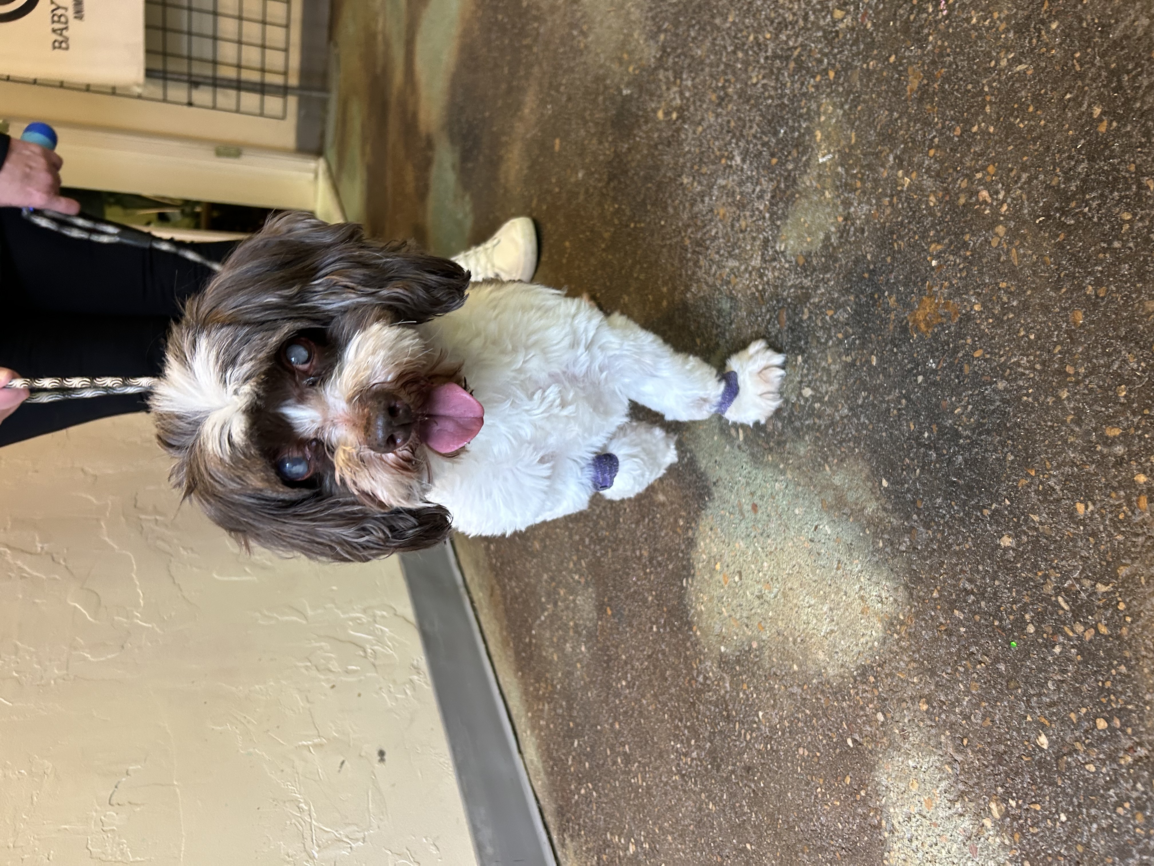Enlarge Hank, a Adoptable Shih Tzu in Paris, TX image 3/4
