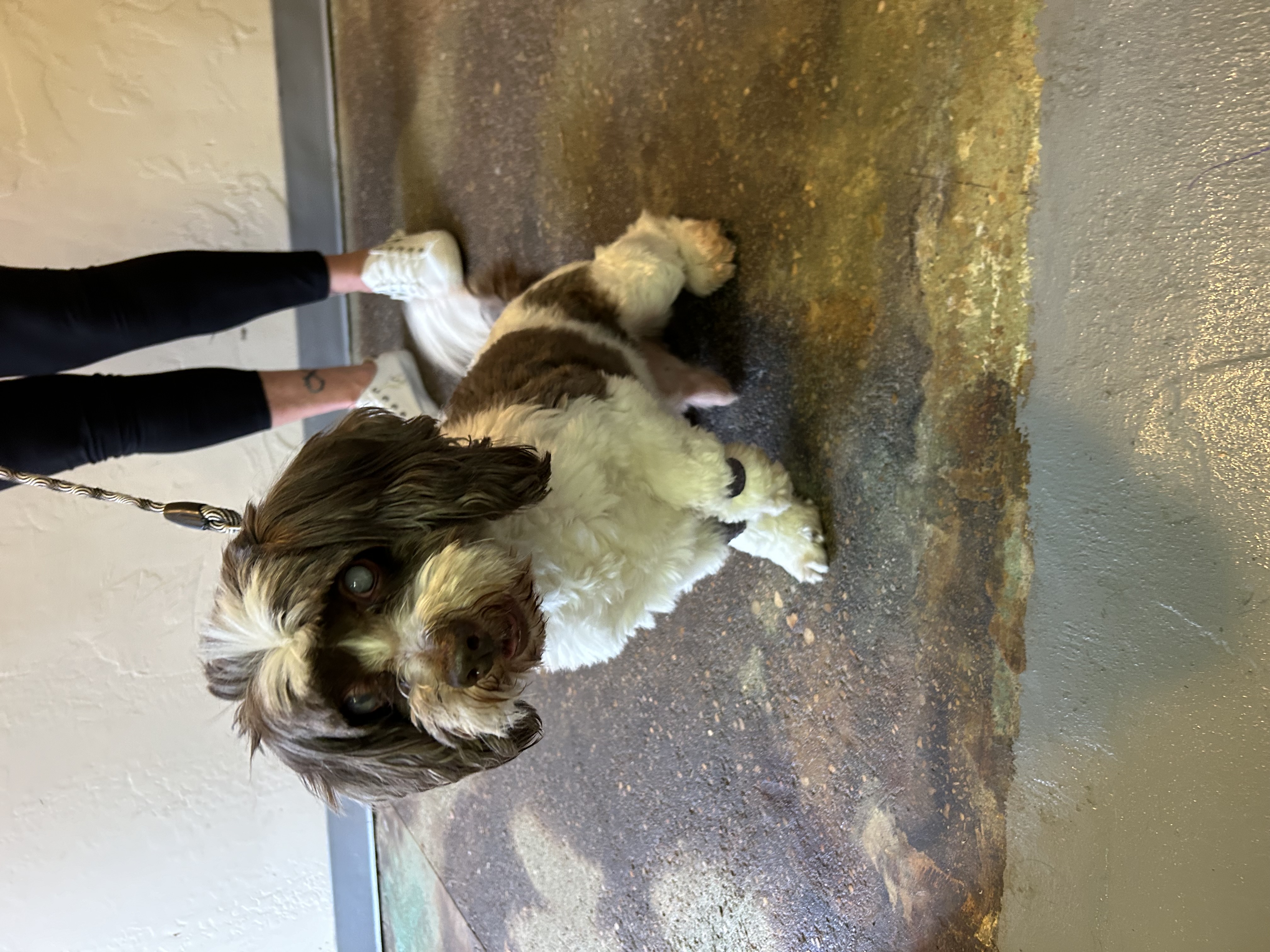 Enlarge Hank, a Adoptable Shih Tzu in Paris, TX image 4/4