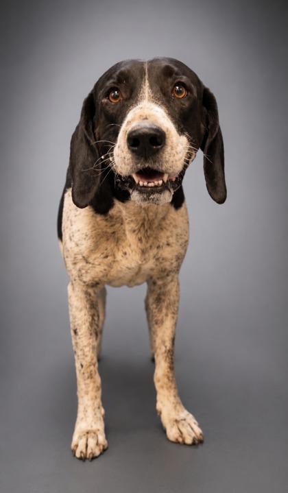 Enlarge Sir~ Handsome Gentleman!, a Adoptable mixed breed in Bowling Green, KY image 1/1