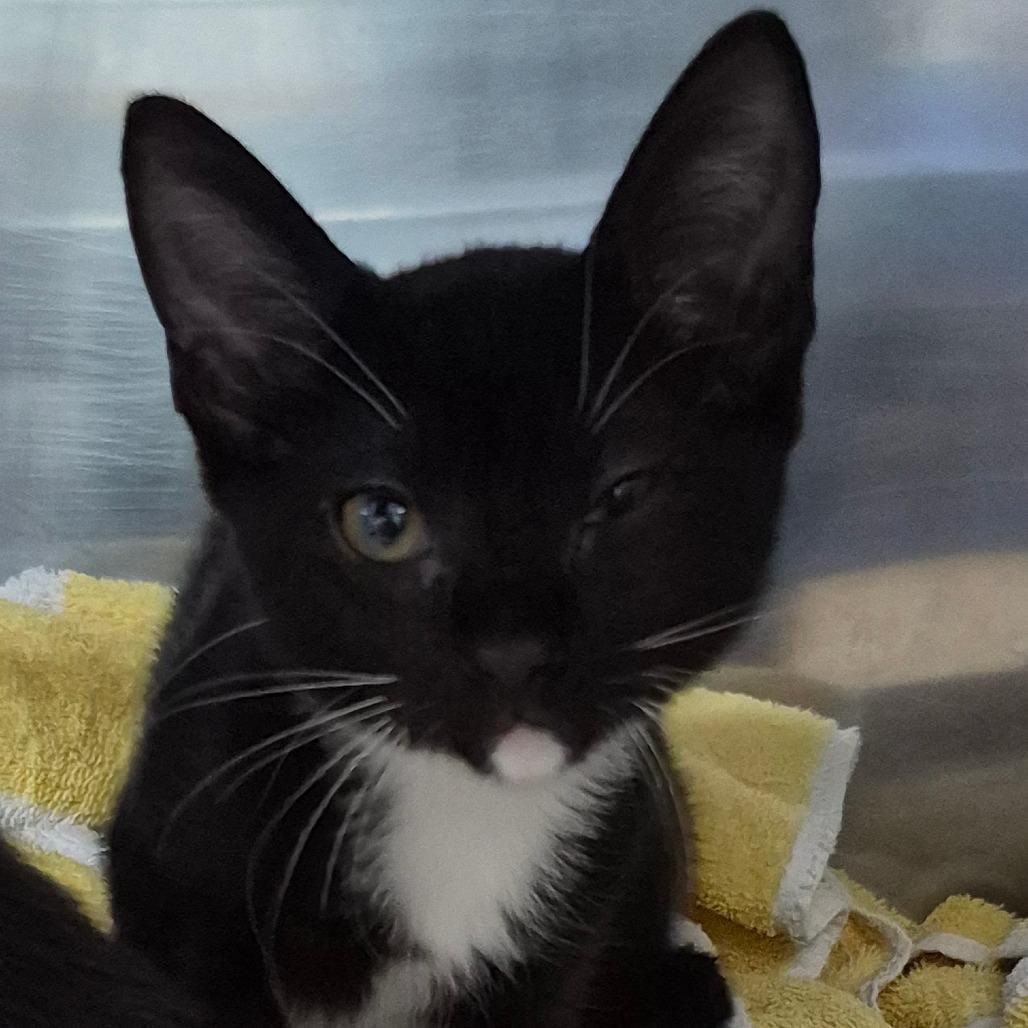 Enlarge Diamond, a Adoptable Domestic Short Hair in Vieques, PR image 1/1
