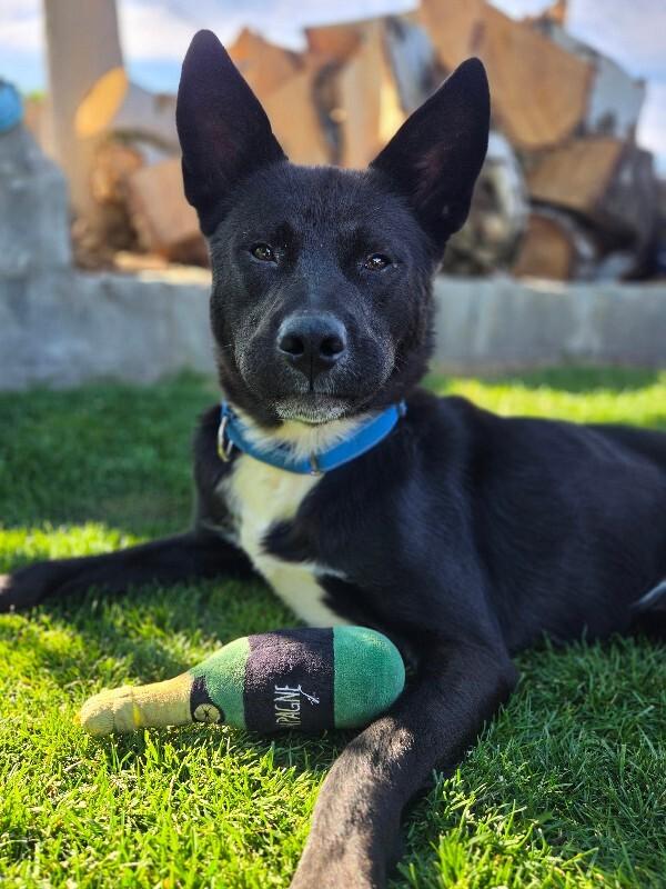 Sir Boofington, Adoptable, Adult Male German Shepherd Dog & Mixed Breed.