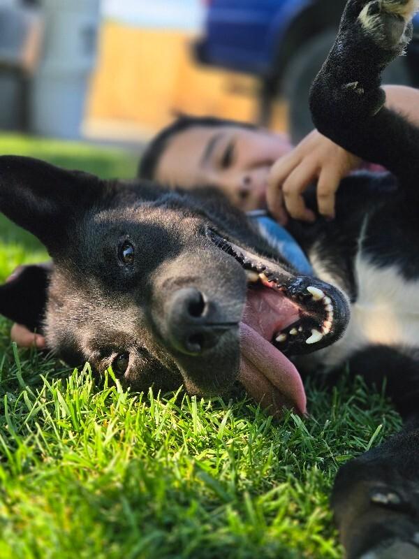 Enlarge Sir Boofington, a Adoptable mixed breed in North Bend, WA image 2/4