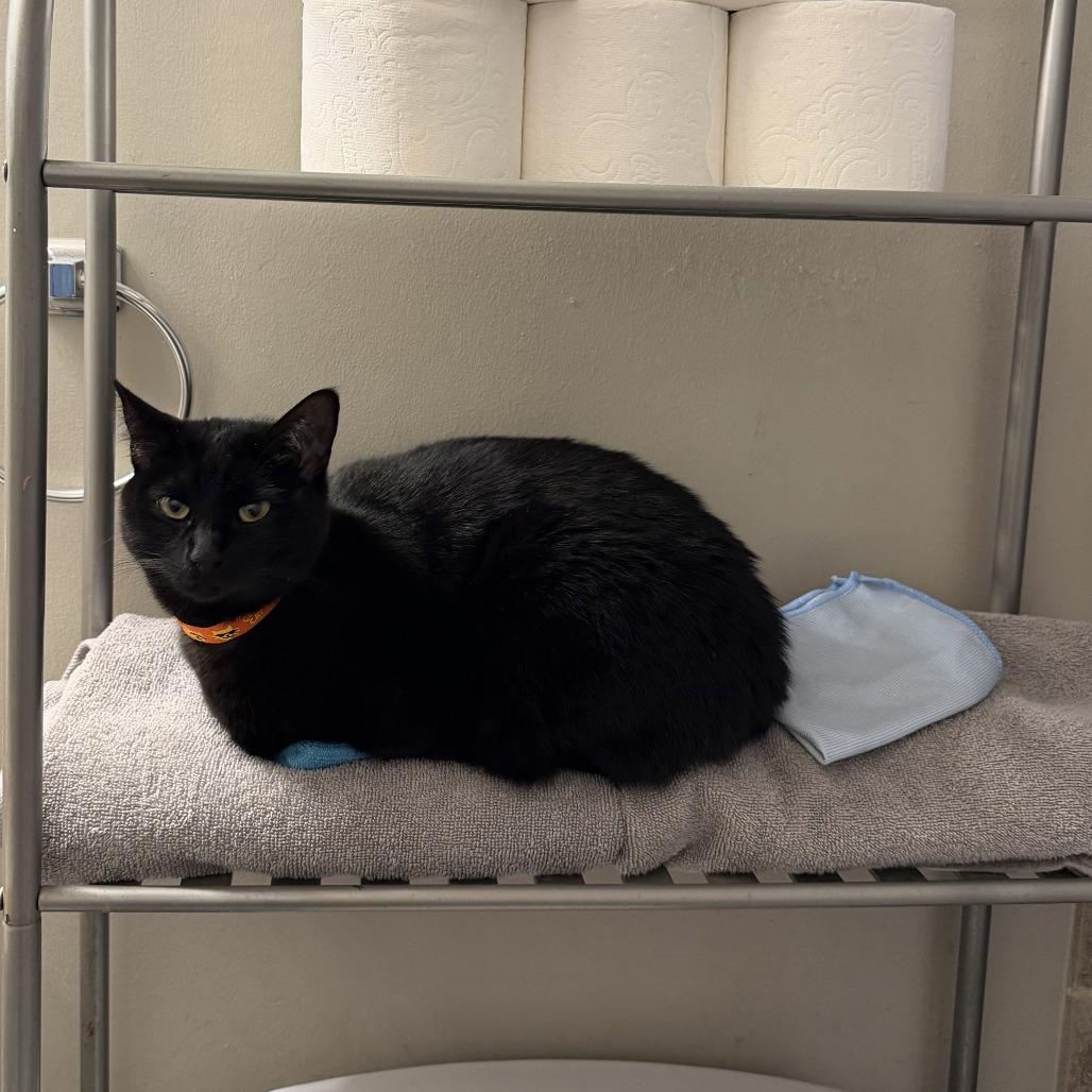 Inej - Home to Home, Adoptable, Adult Female Domestic Short Hair & Mixed Breed.