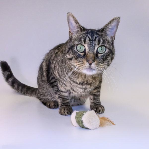 Enlarge Chase, a Adoptable mixed breed in Houston, TX image 1/6