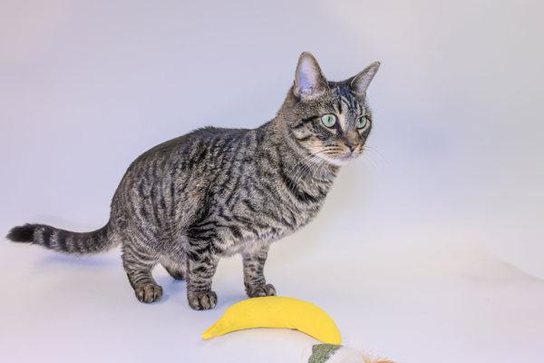 Enlarge Chase, a Adoptable mixed breed in Houston, TX image 4/6