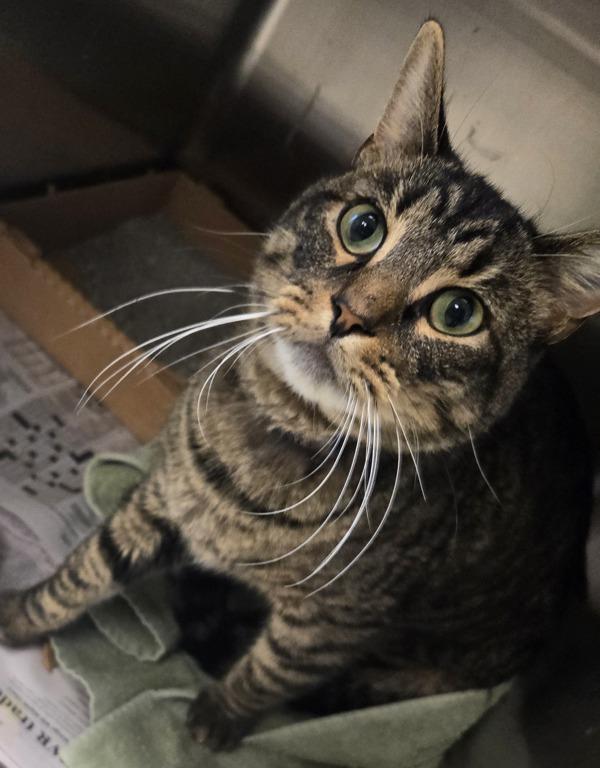 Enlarge Chase, a Adoptable mixed breed in Houston, TX image 5/6