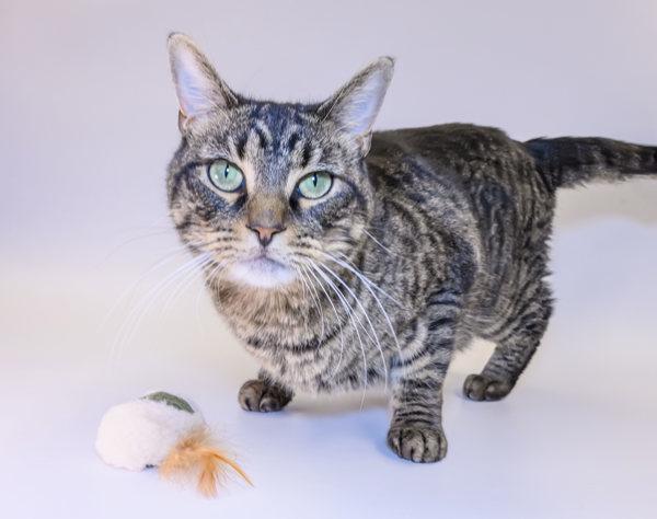 Enlarge Chase, a Adoptable mixed breed in Houston, TX image 6/6