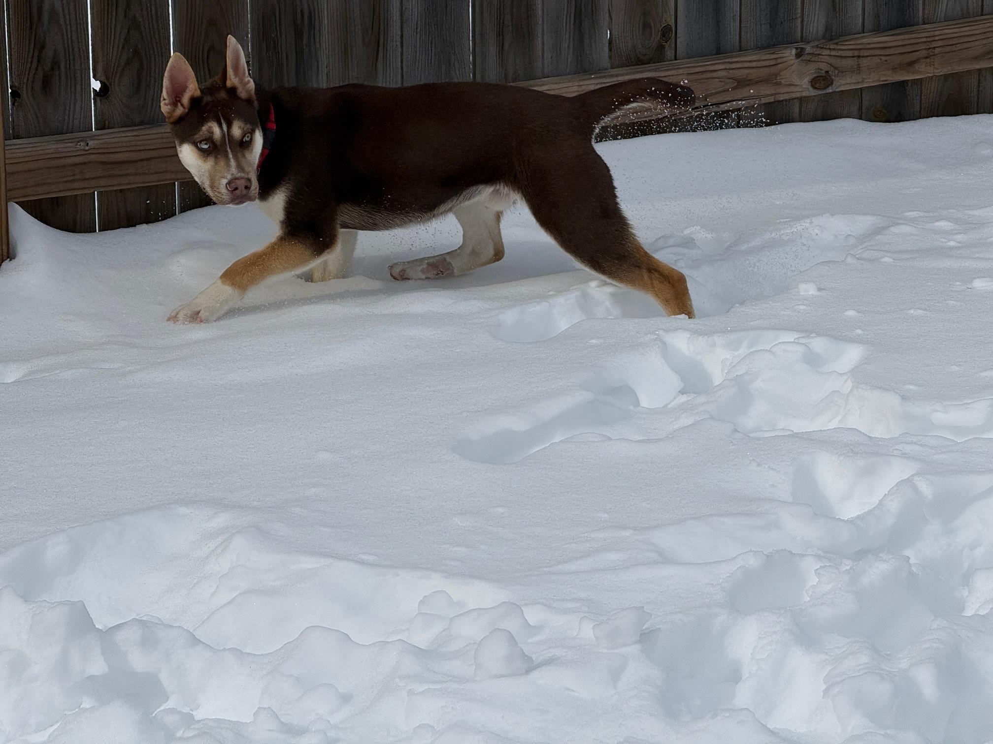 Apollo — thumbnail 3