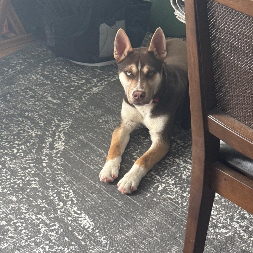 Apollo — thumbnail 4