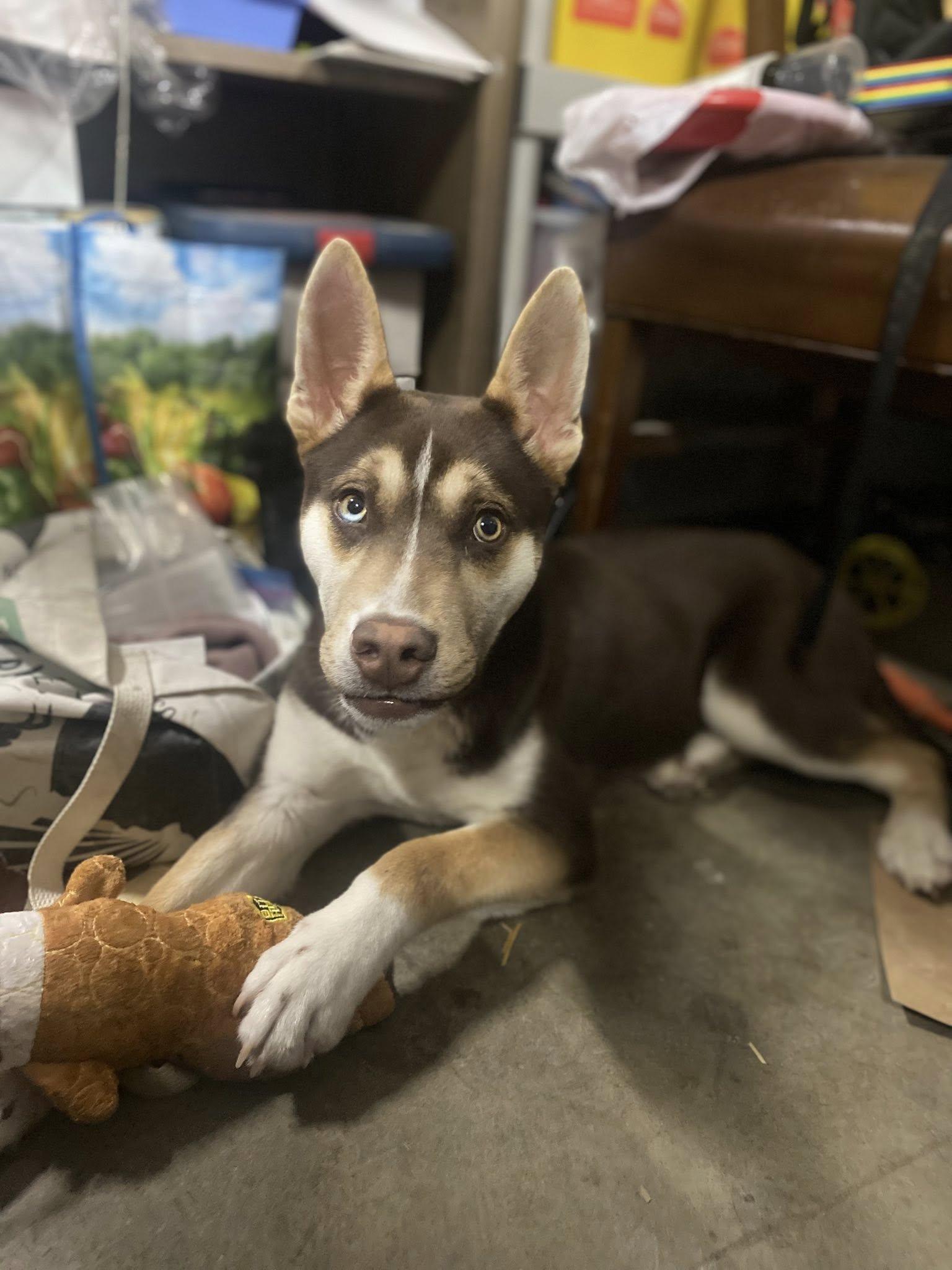 Apollo — thumbnail 5