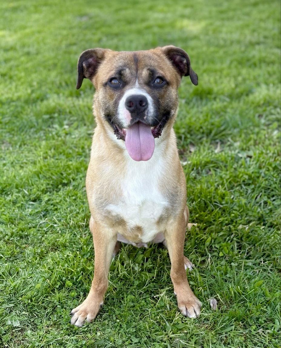 Chase, Adoptable, Young Male Mixed Breed.