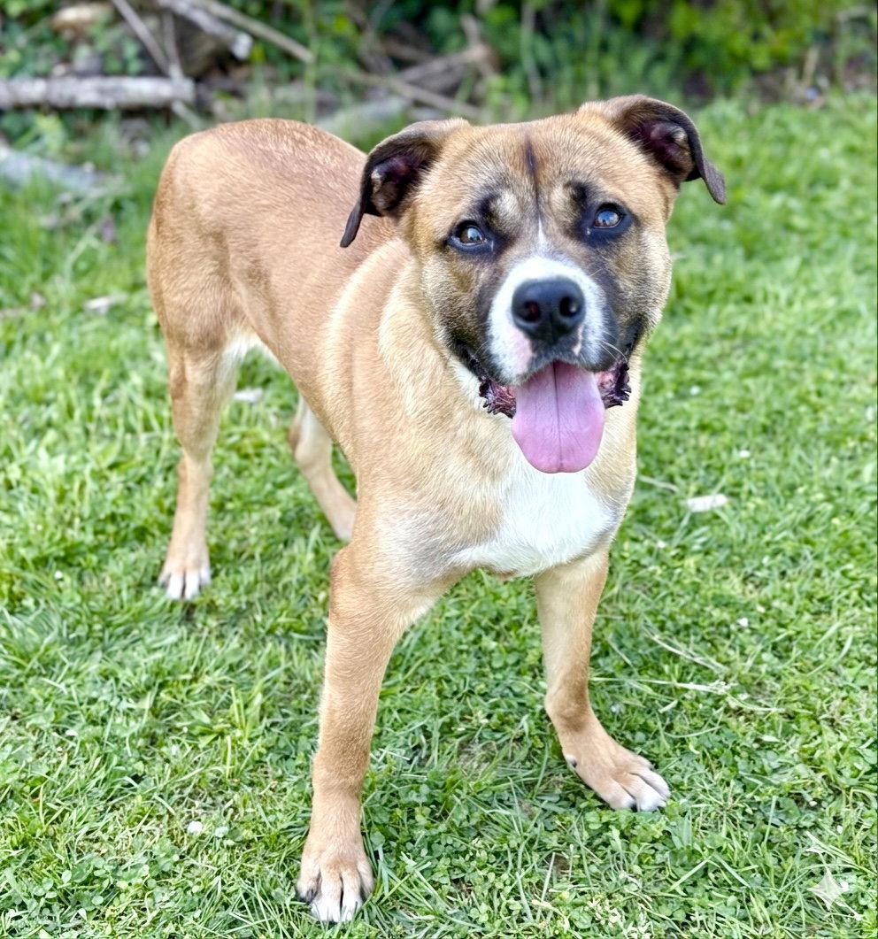 Chase, a Adoptable Mixed Breed in Spring Lake, NJ image 2/3