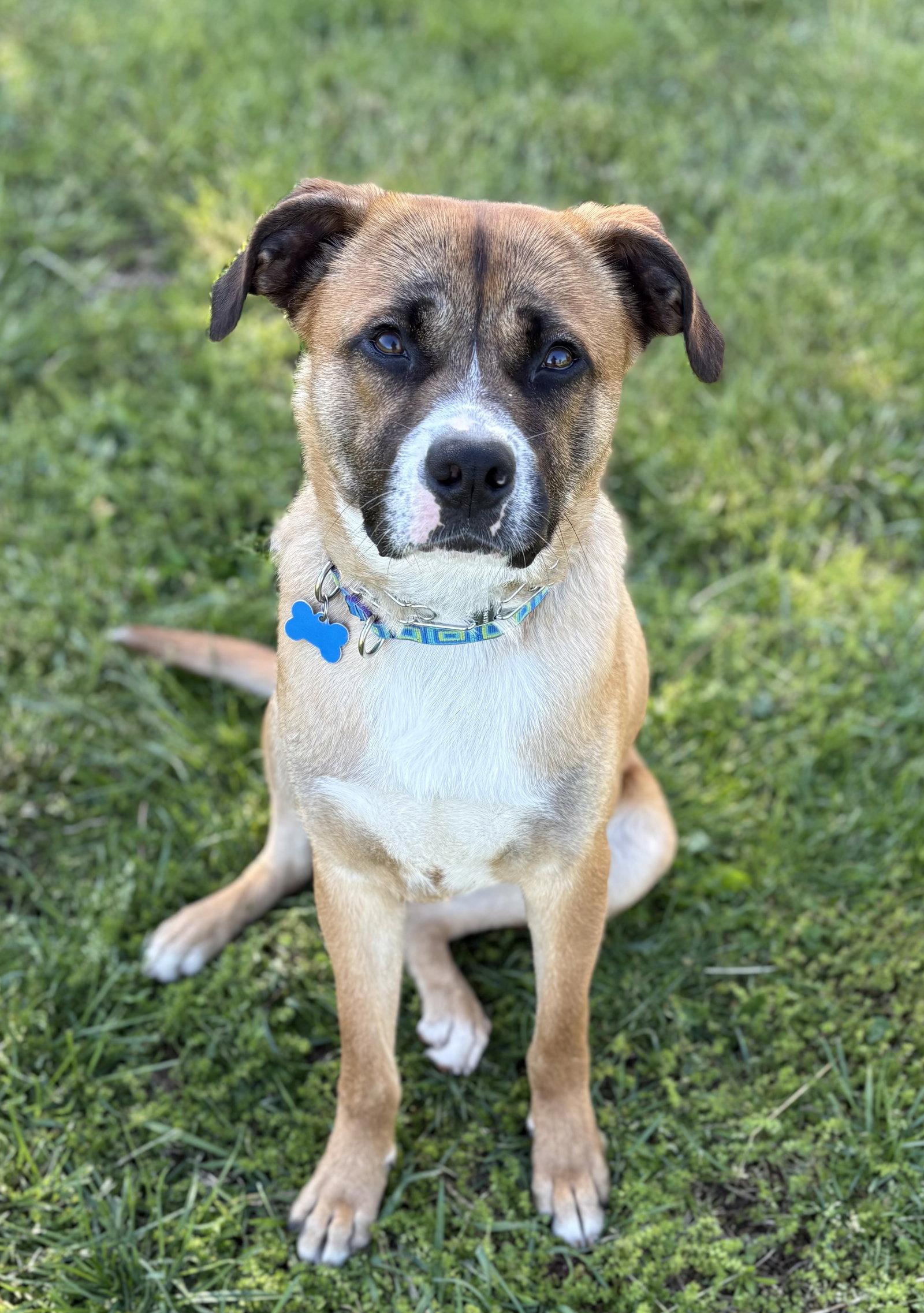Chase, a Adoptable Mixed Breed in Spring Lake, NJ image 3/3