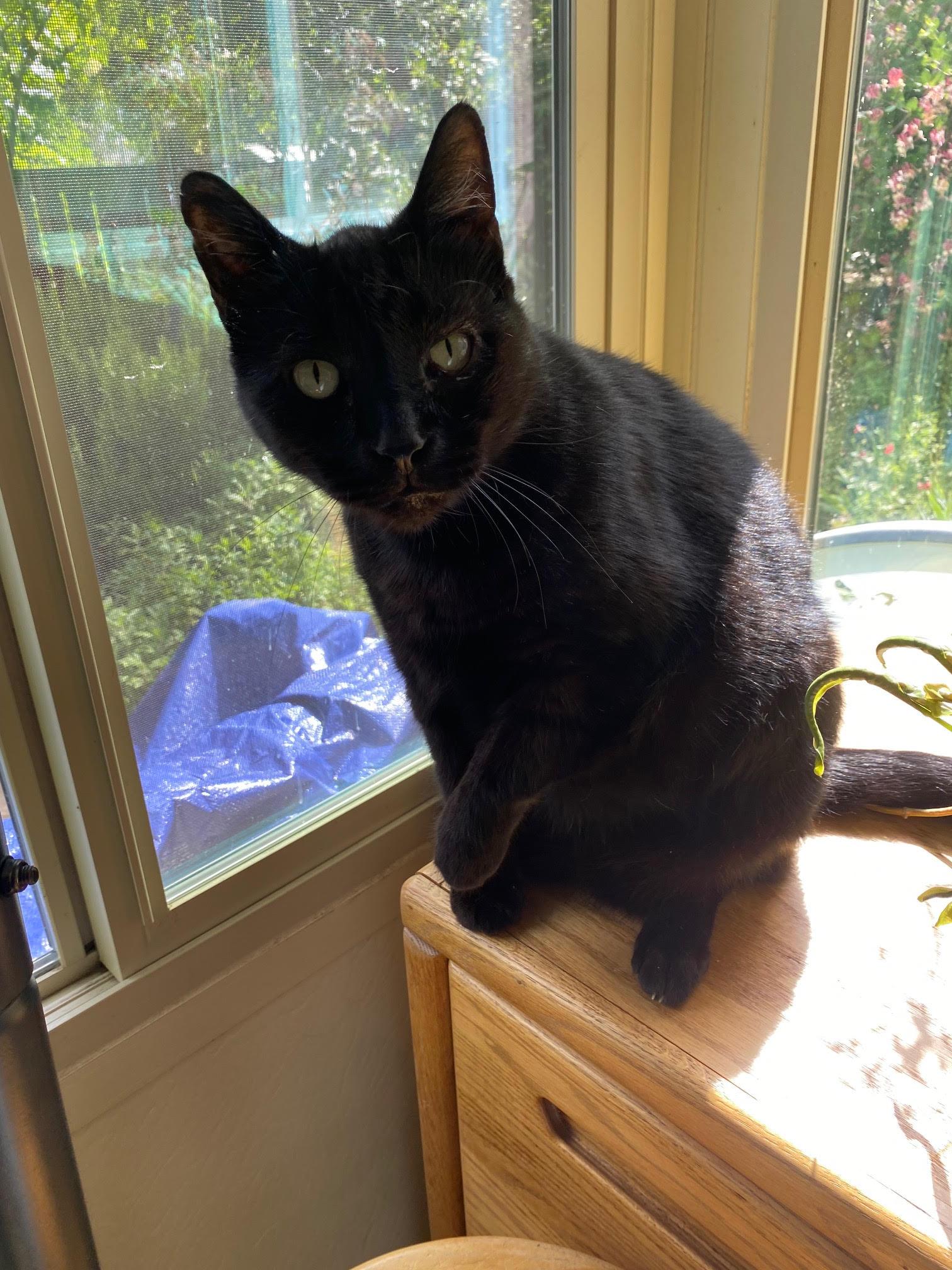 Luke, Adoptable, Adult Male Domestic Short Hair.