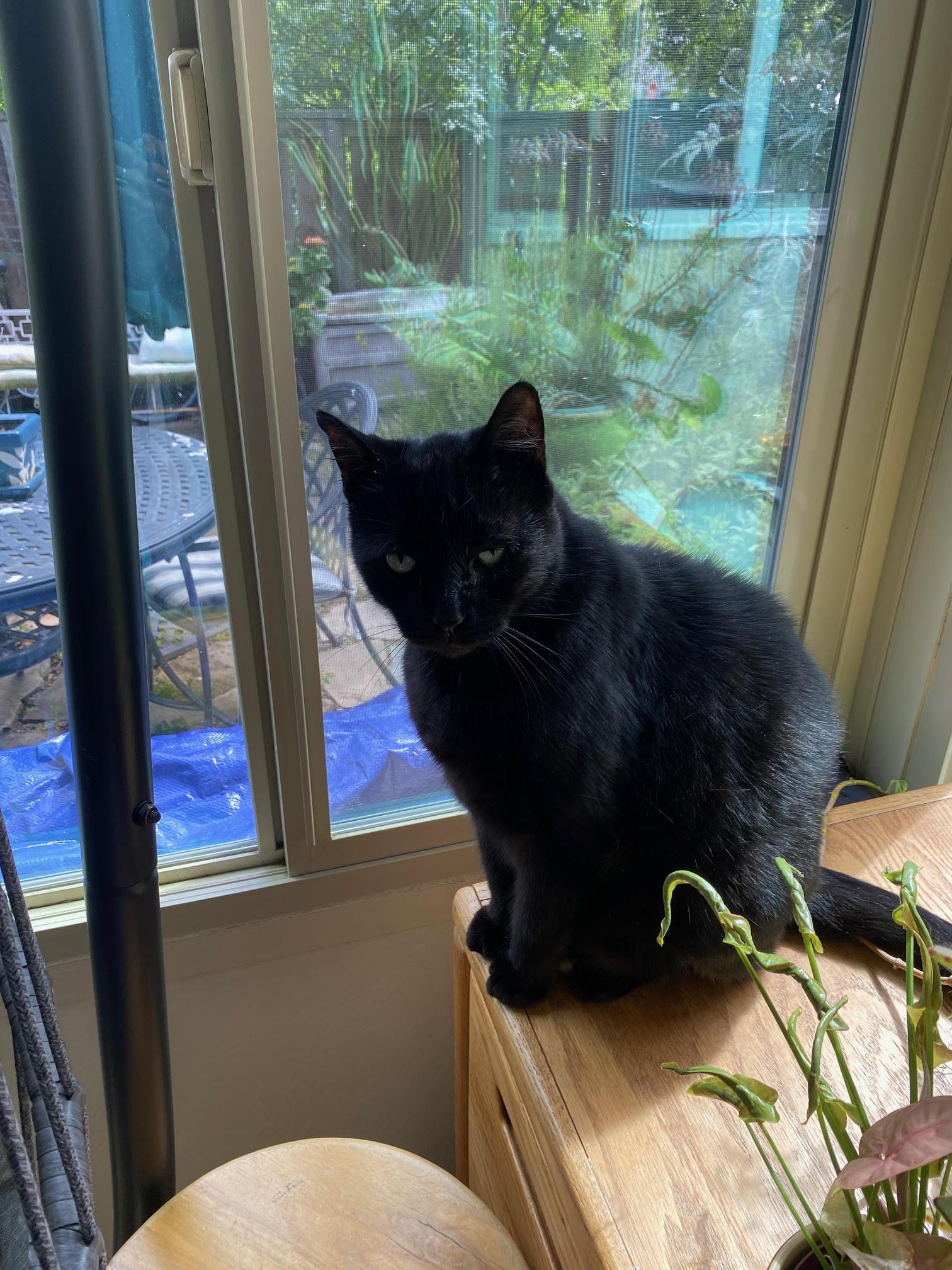 Enlarge Luke, a Adoptable Domestic Short Hair in Davis, CA image 2/2