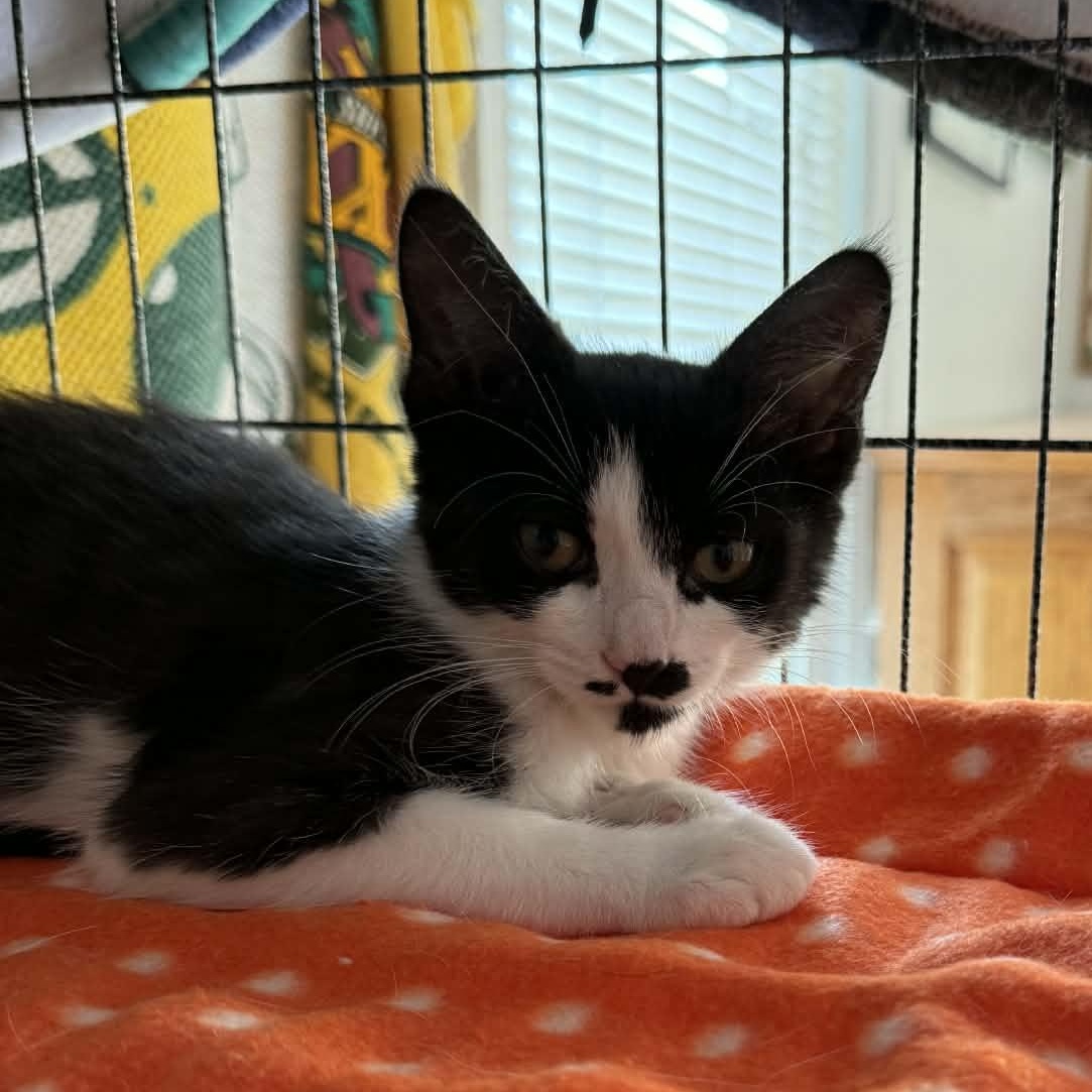 Enlarge Chirp, a ADOPTABLE Domestic Short Hair in Milwaukee, WI image 1/3