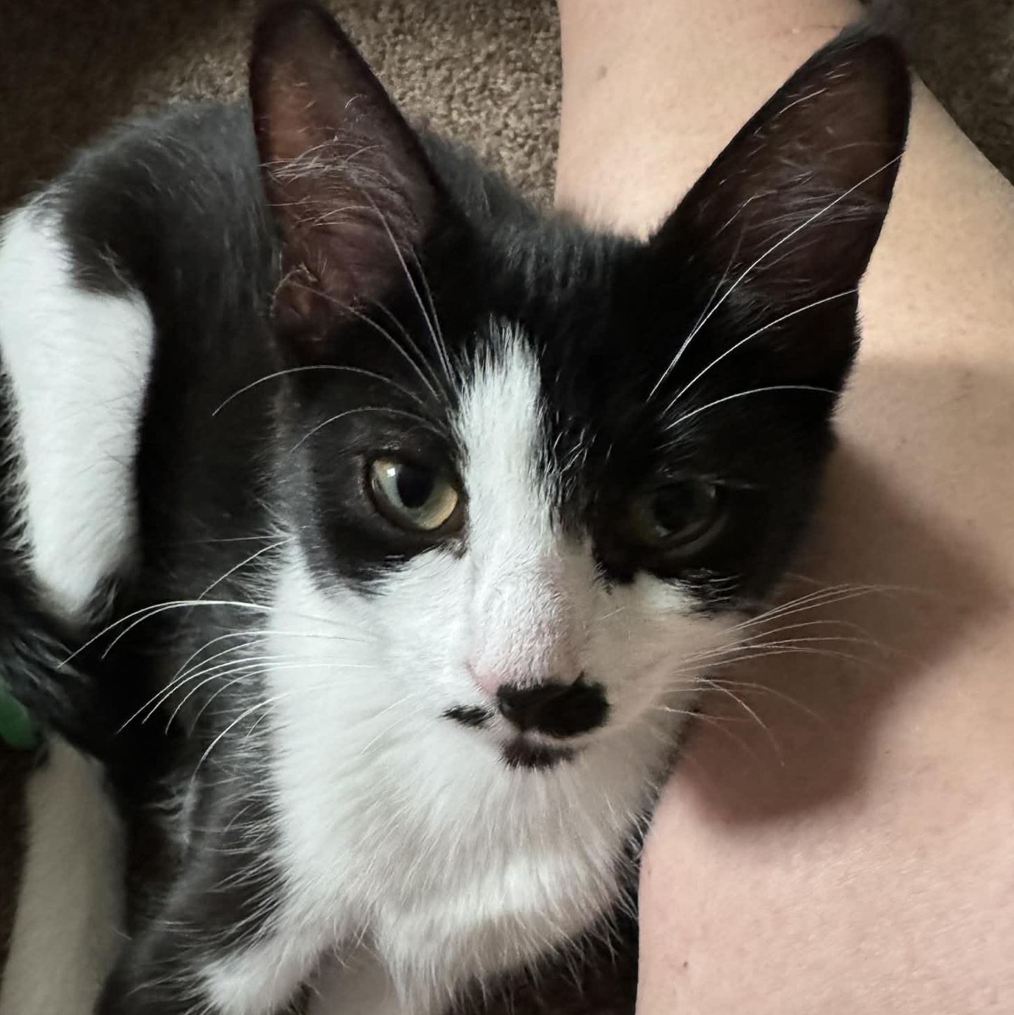 Chirp, ADOPTABLE, Kitten Female Domestic Short Hair.