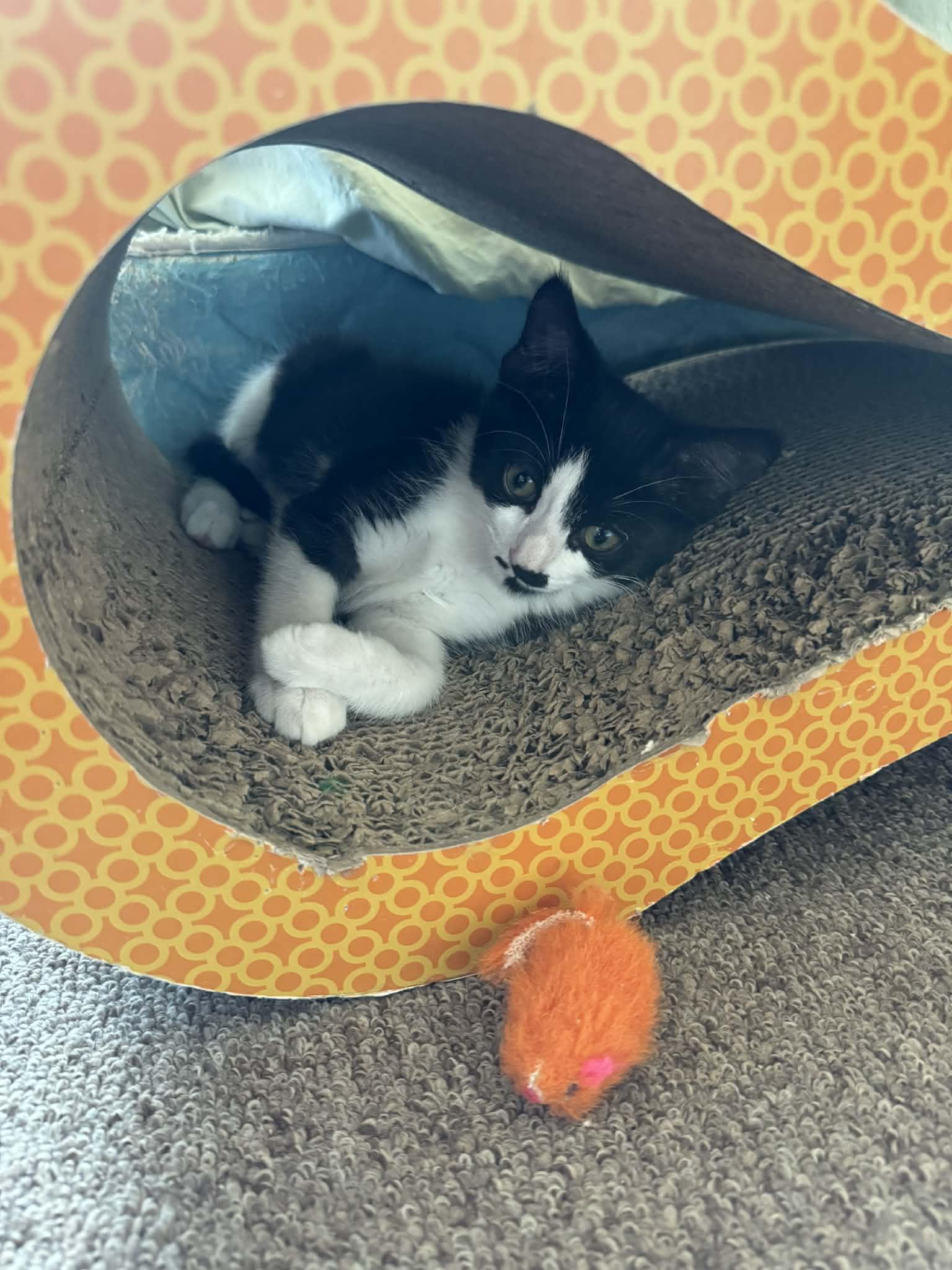 Enlarge Chirp, a ADOPTABLE Domestic Short Hair in Milwaukee, WI image 3/3
