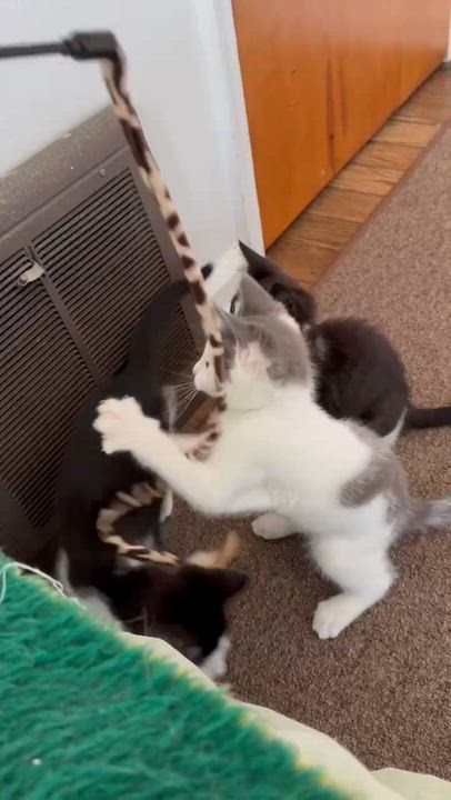 Enlarge Chirp, a ADOPTABLE Domestic Short Hair in Milwaukee, WI video 2/3