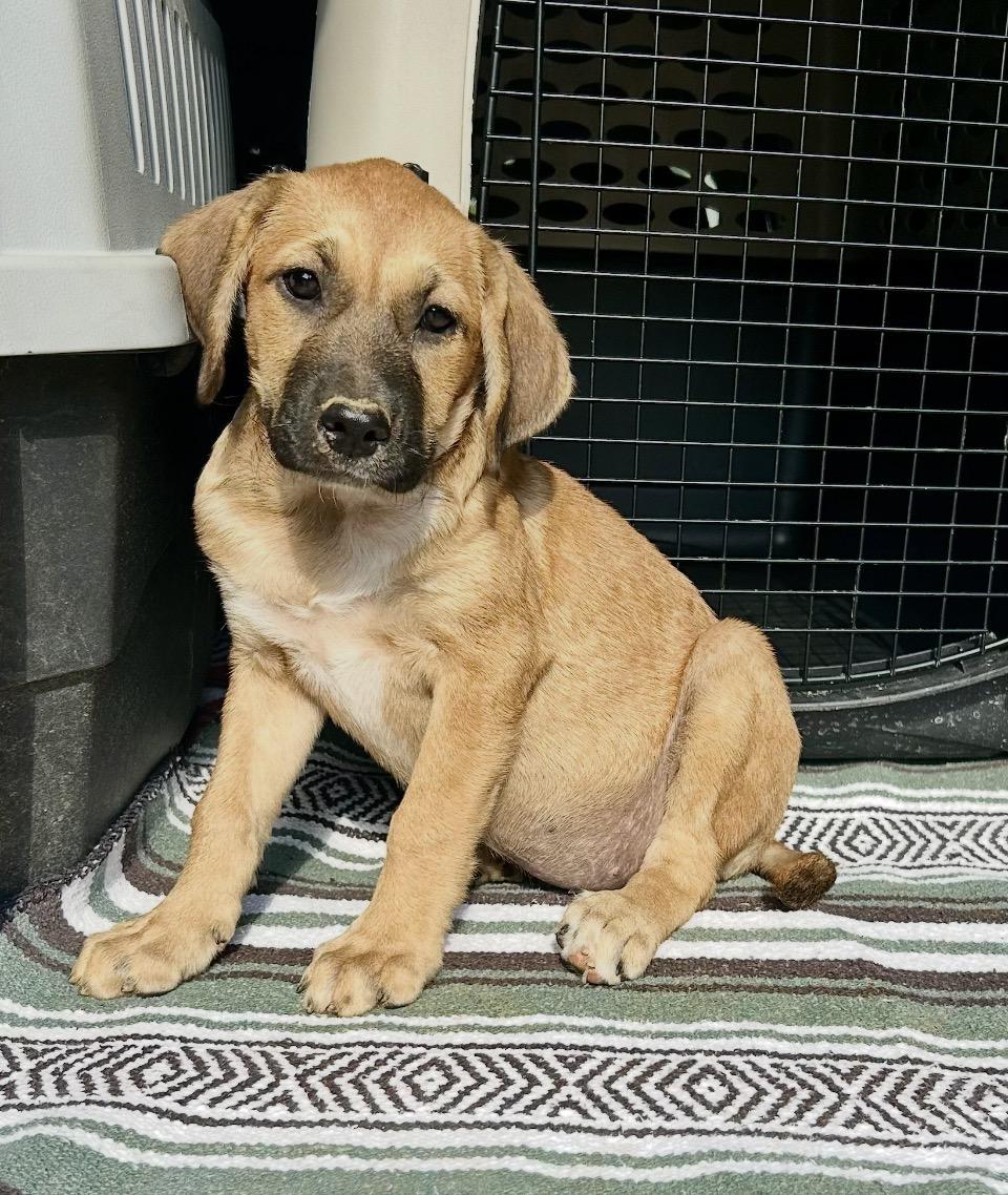 Enlarge Abbey, a Adoptable mixed breed in Toms River, NJ image 1/2