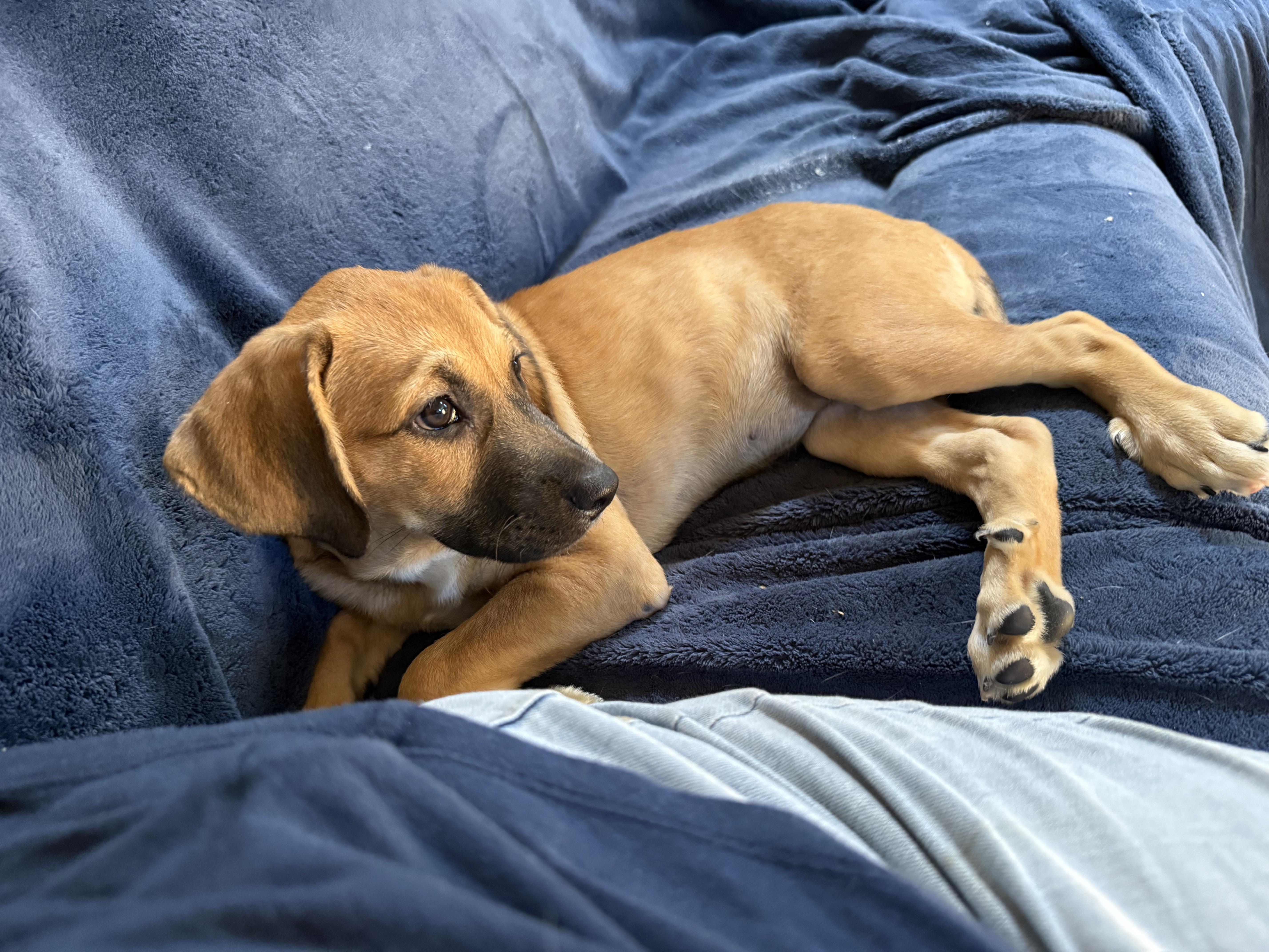 Enlarge Abbey, a Adoptable mixed breed in Toms River, NJ image 2/2