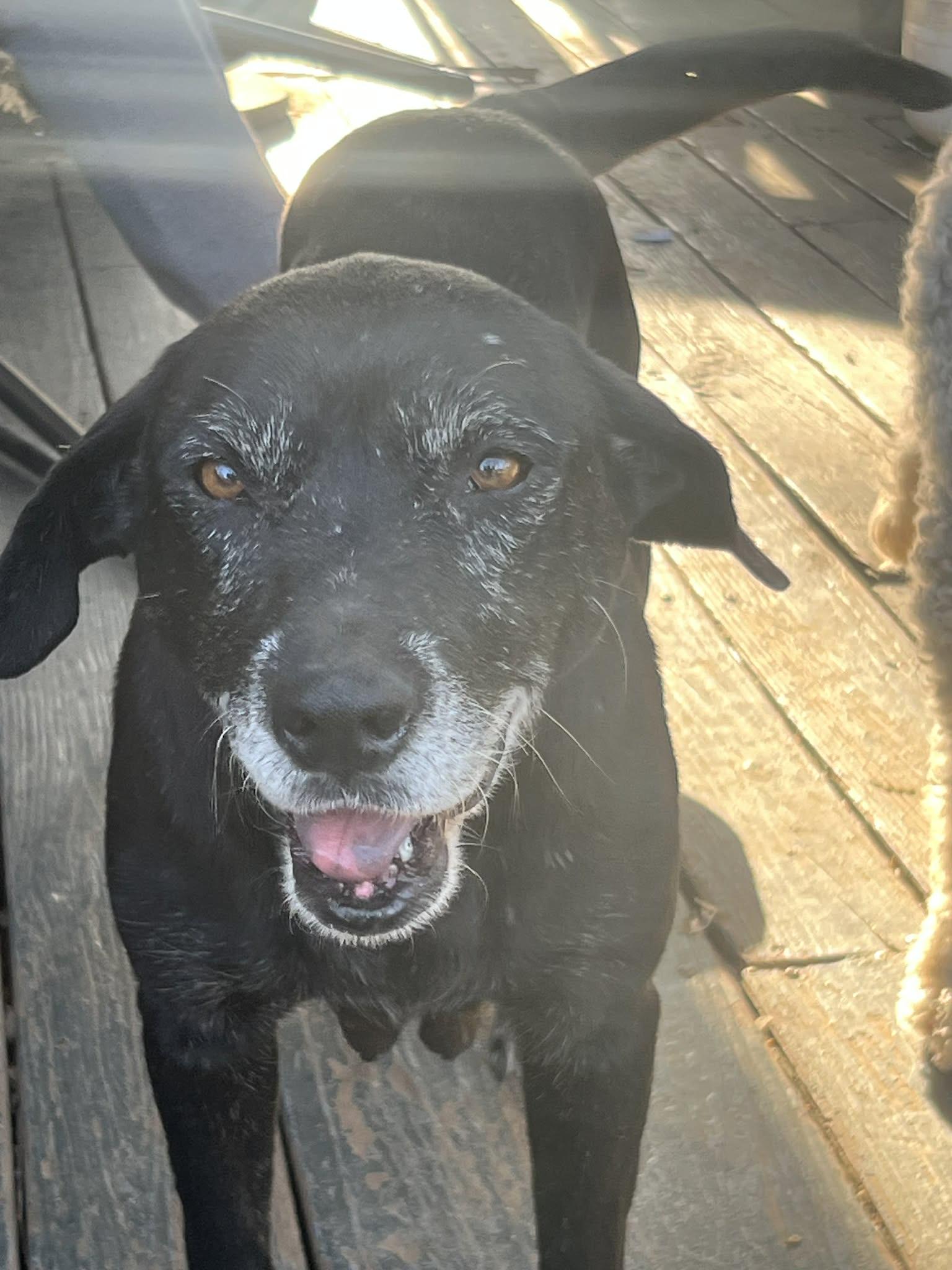 Enlarge Matilda, a ADOPTABLE mixed breed in Medfield, MA image 4/4