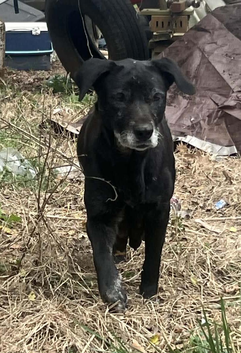 Enlarge Matilda, a ADOPTABLE mixed breed in Medfield, MA image 2/4