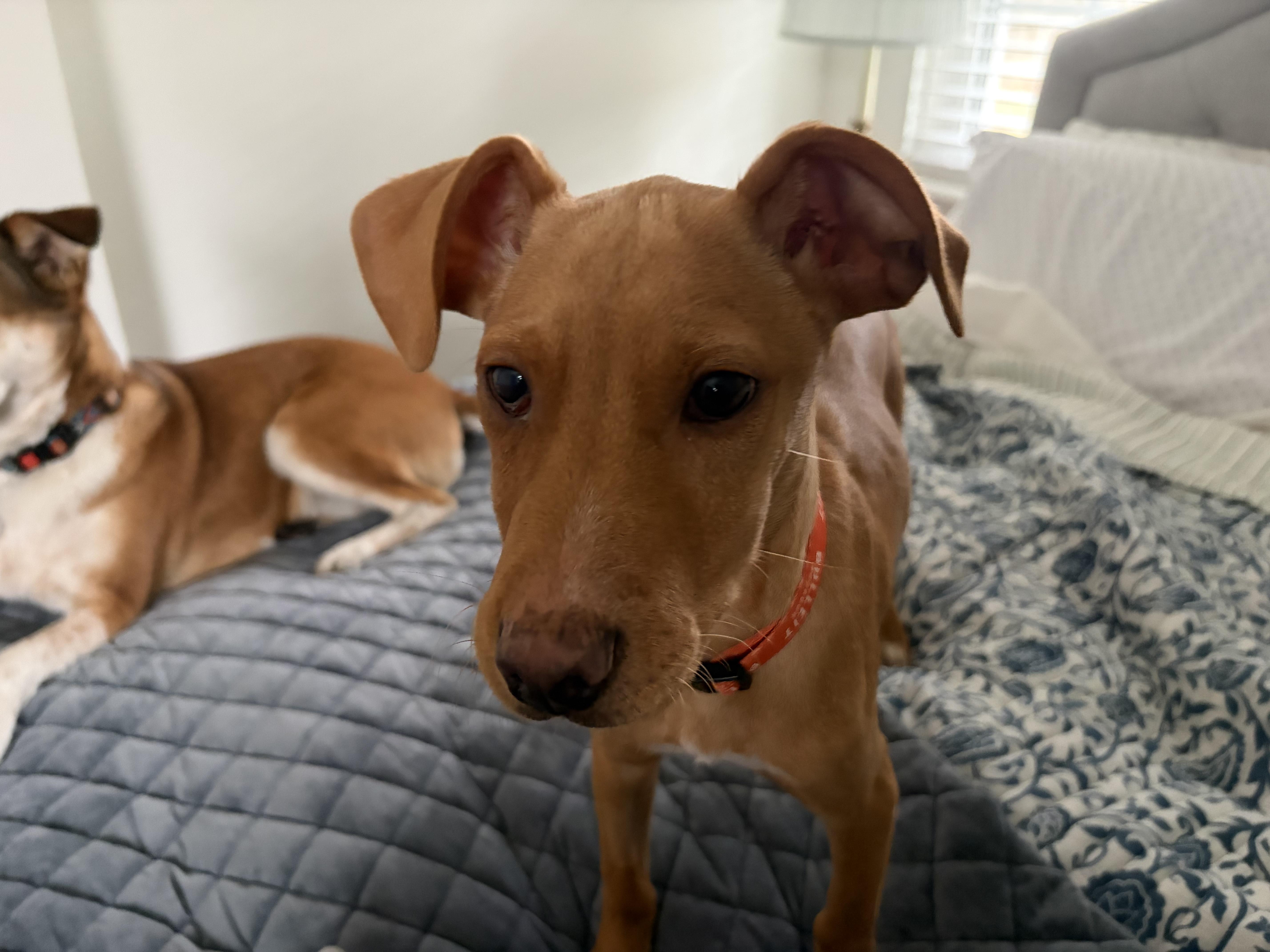 Enlarge Dennis, a ADOPTABLE mixed breed in Richmond, VA image 2/4