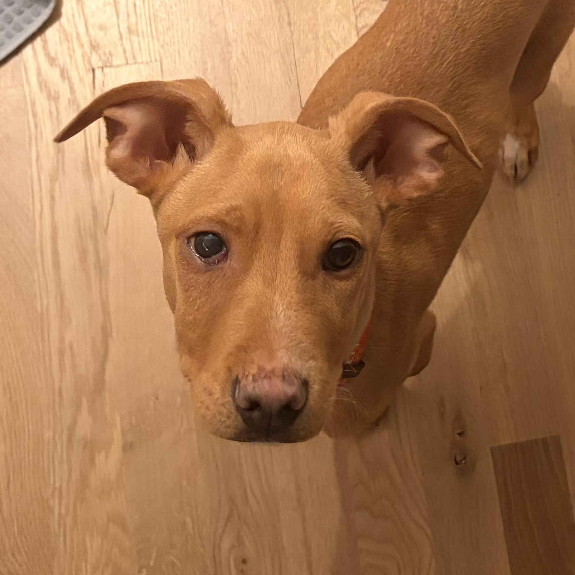 Enlarge Dennis, a ADOPTABLE mixed breed in Richmond, VA image 3/4