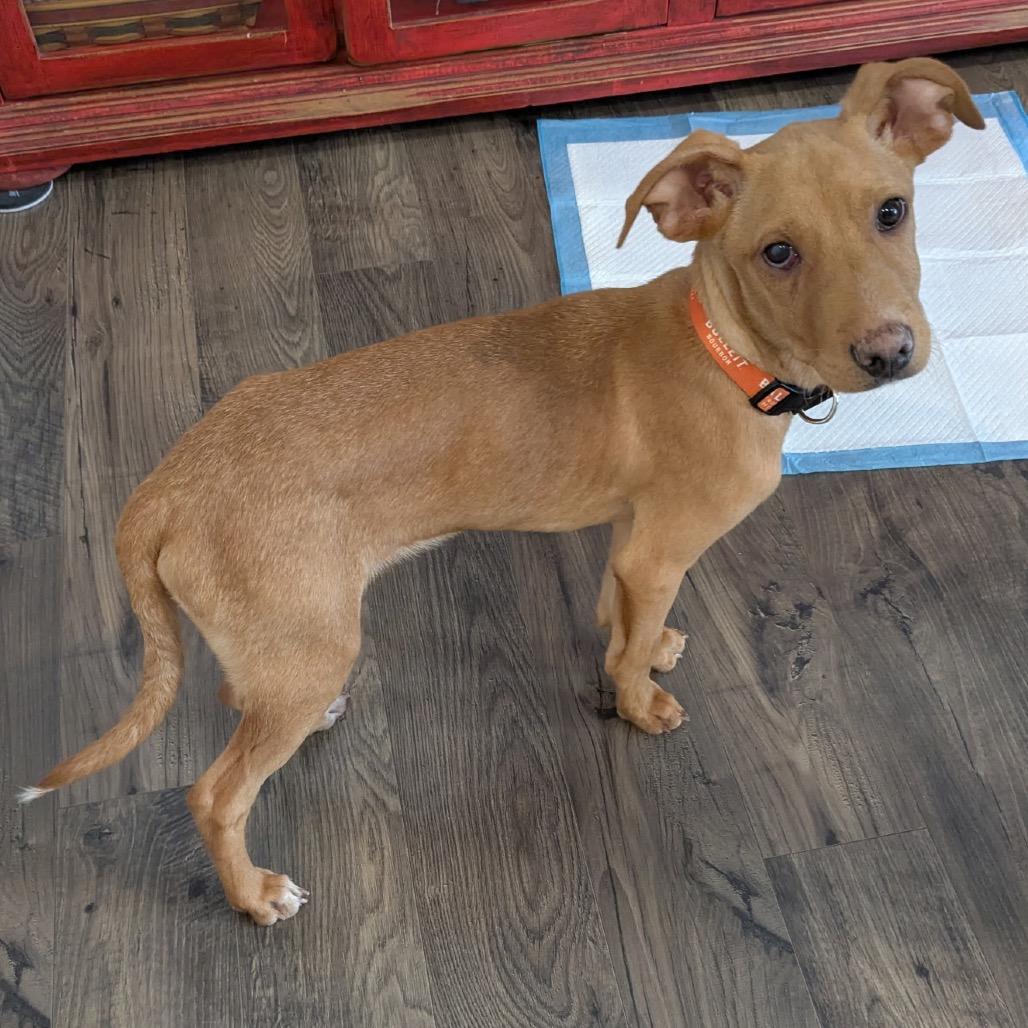 Enlarge Dennis, a ADOPTABLE mixed breed in Richmond, VA image 4/4