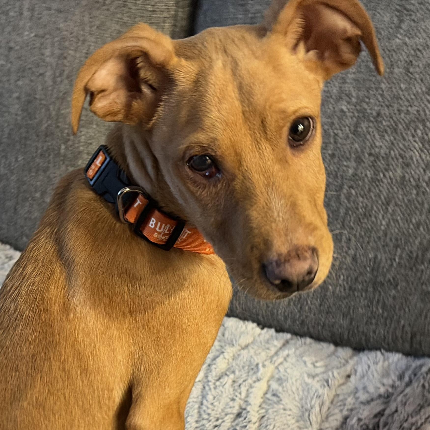 Enlarge Dennis, a ADOPTABLE mixed breed in Richmond, VA image 1/4