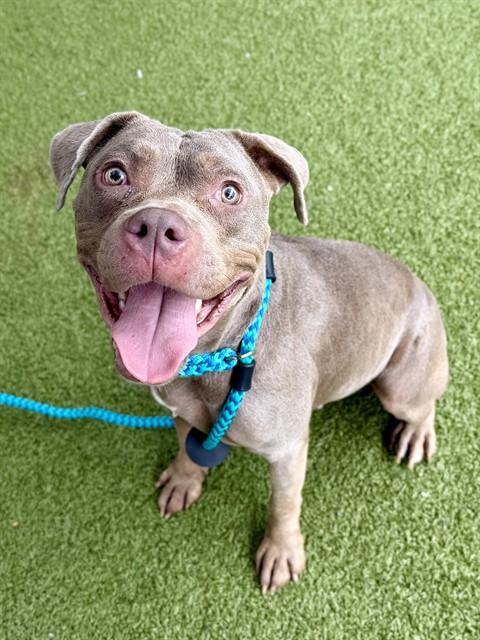 Enlarge MEL, a Adoptable mixed breed in Olivette, MO image 1/1