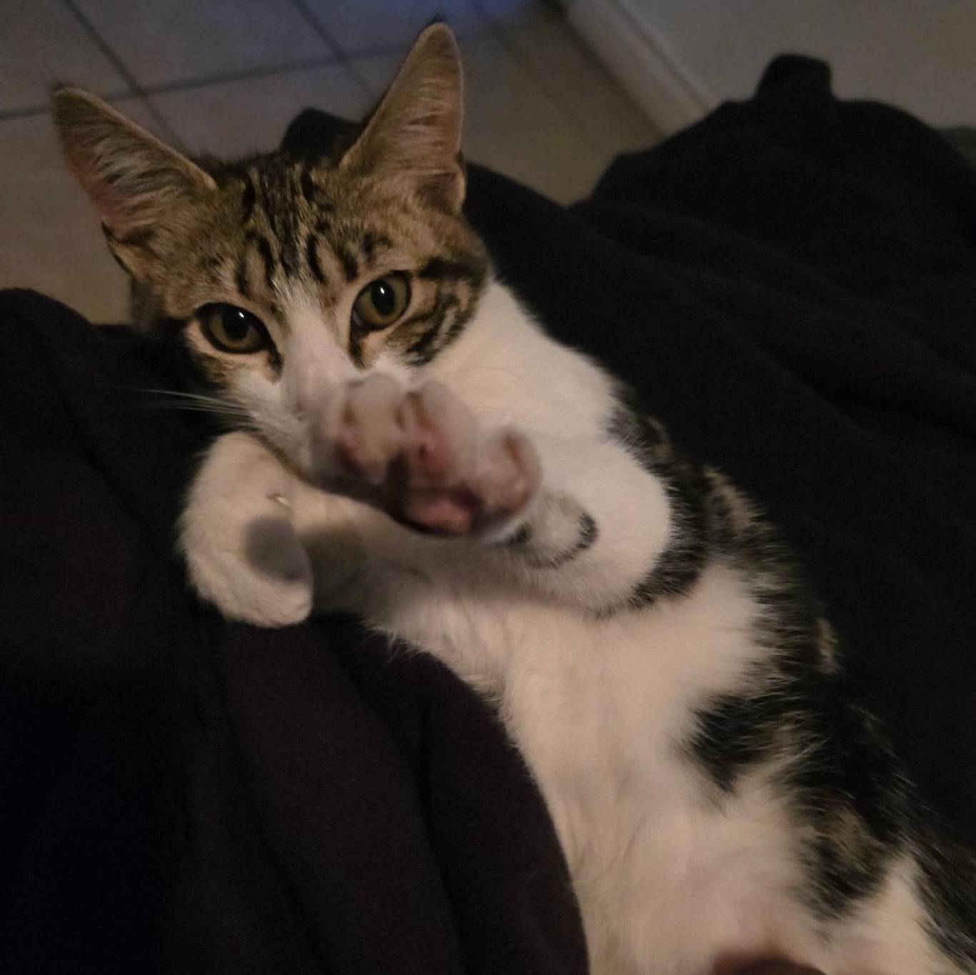 Enlarge Canelita INDOOR ONLY, an adopted mixed breed in Lodi, CA image 2/2