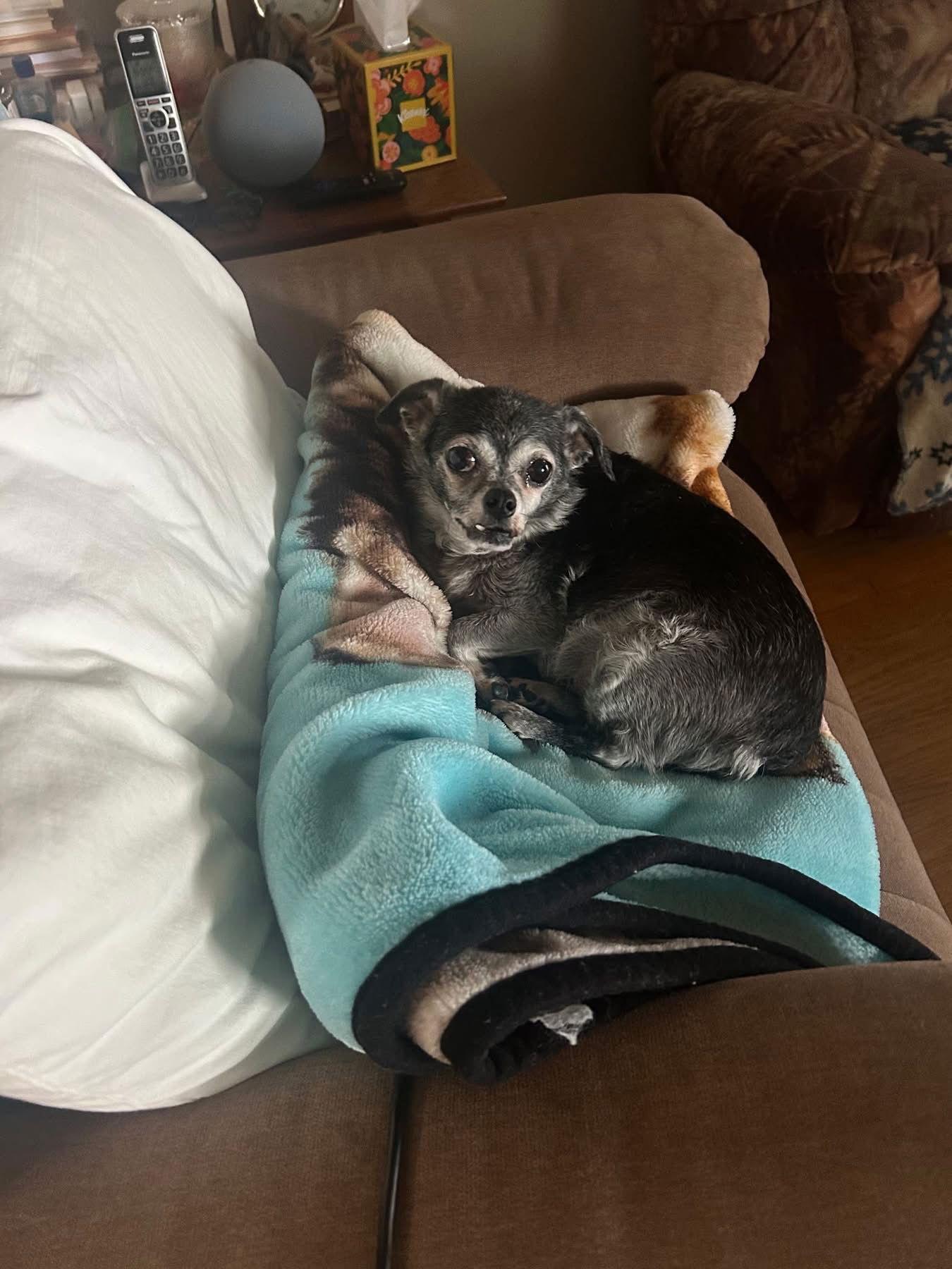 Gizmo, a Adoptable Chihuahua in Middlesex, NC image 1/3